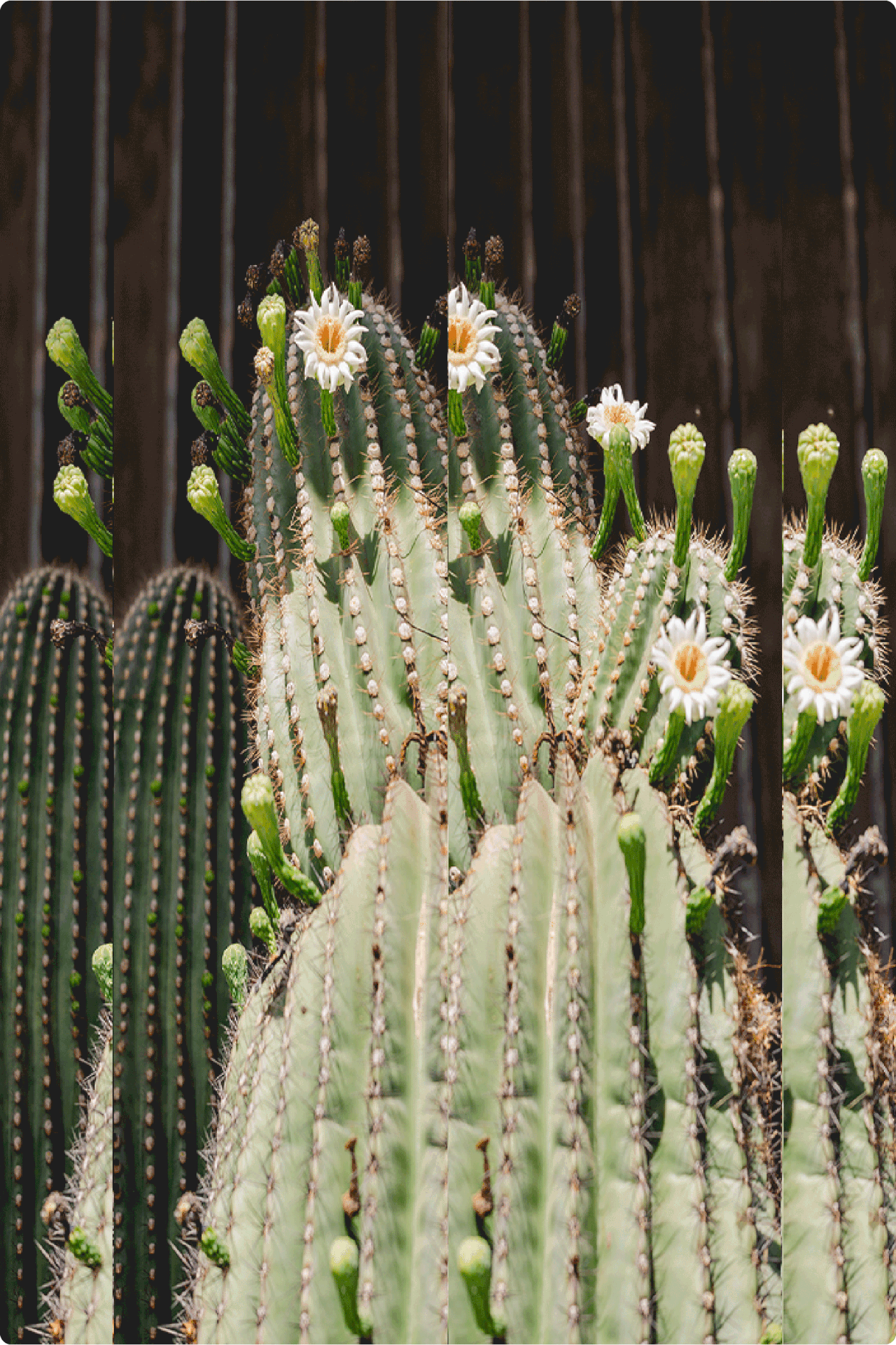 Cactus - айдентика для цветочной студии — Изображение №11 — Брендинг на Dprofile