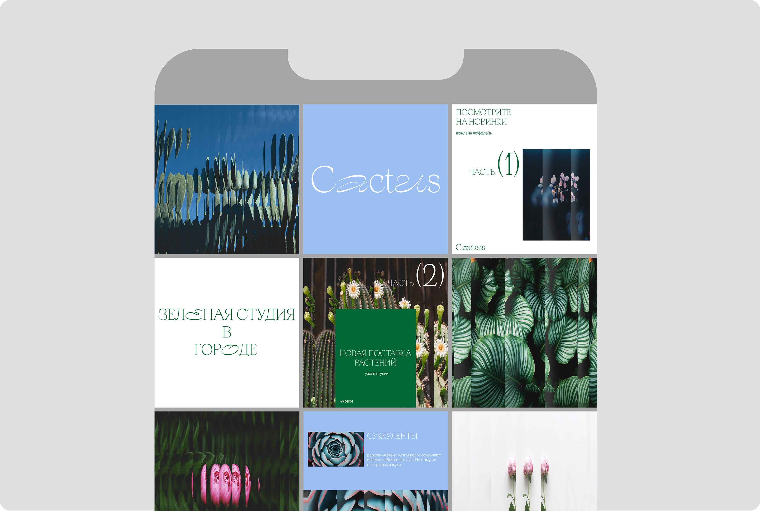 Cactus - айдентика для цветочной студии — Изображение №13 — Брендинг на Dprofile
