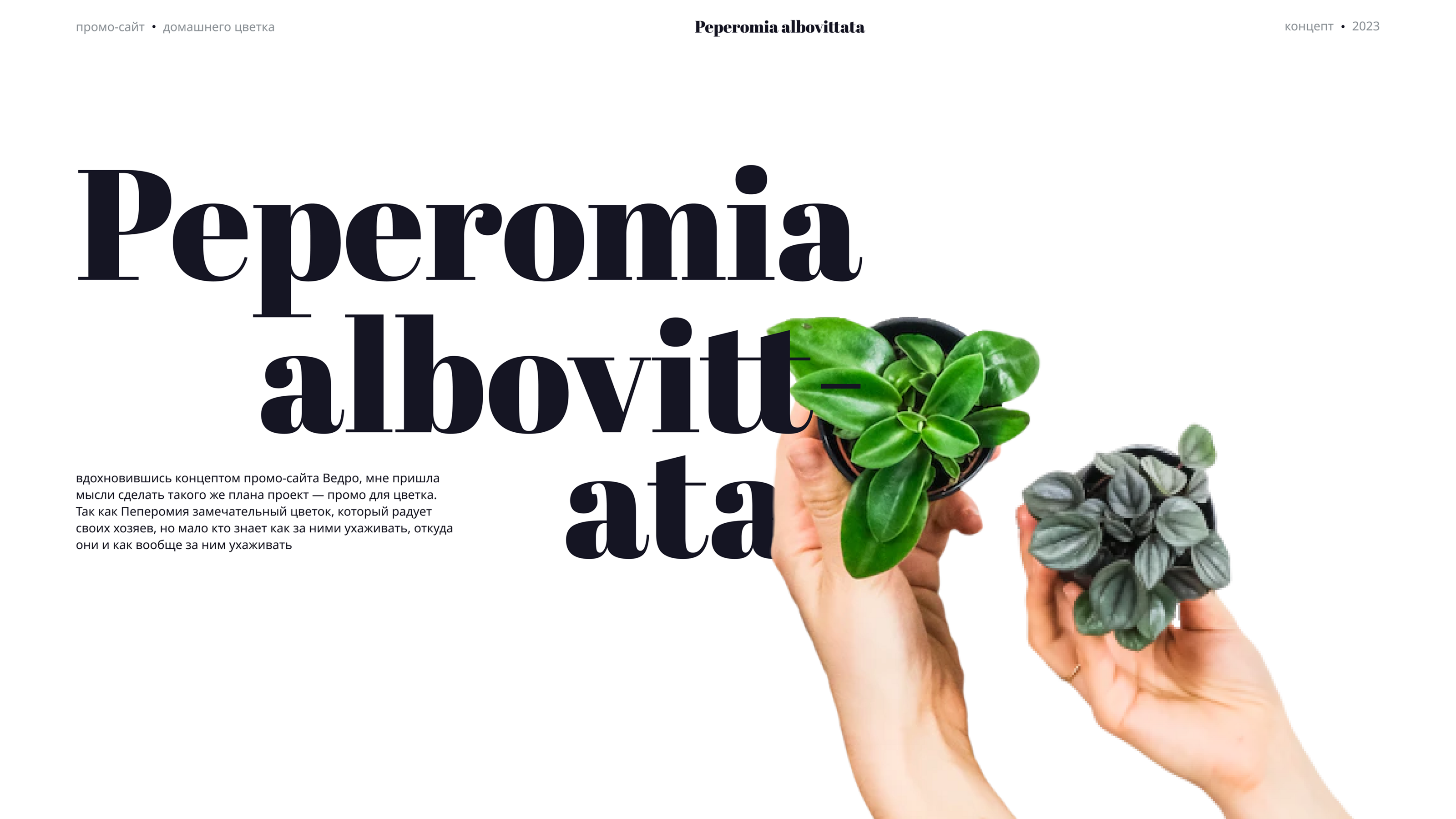 Peperomia albovittata – промо лендинг — Изображение №1 — Интерфейсы на Dprofile