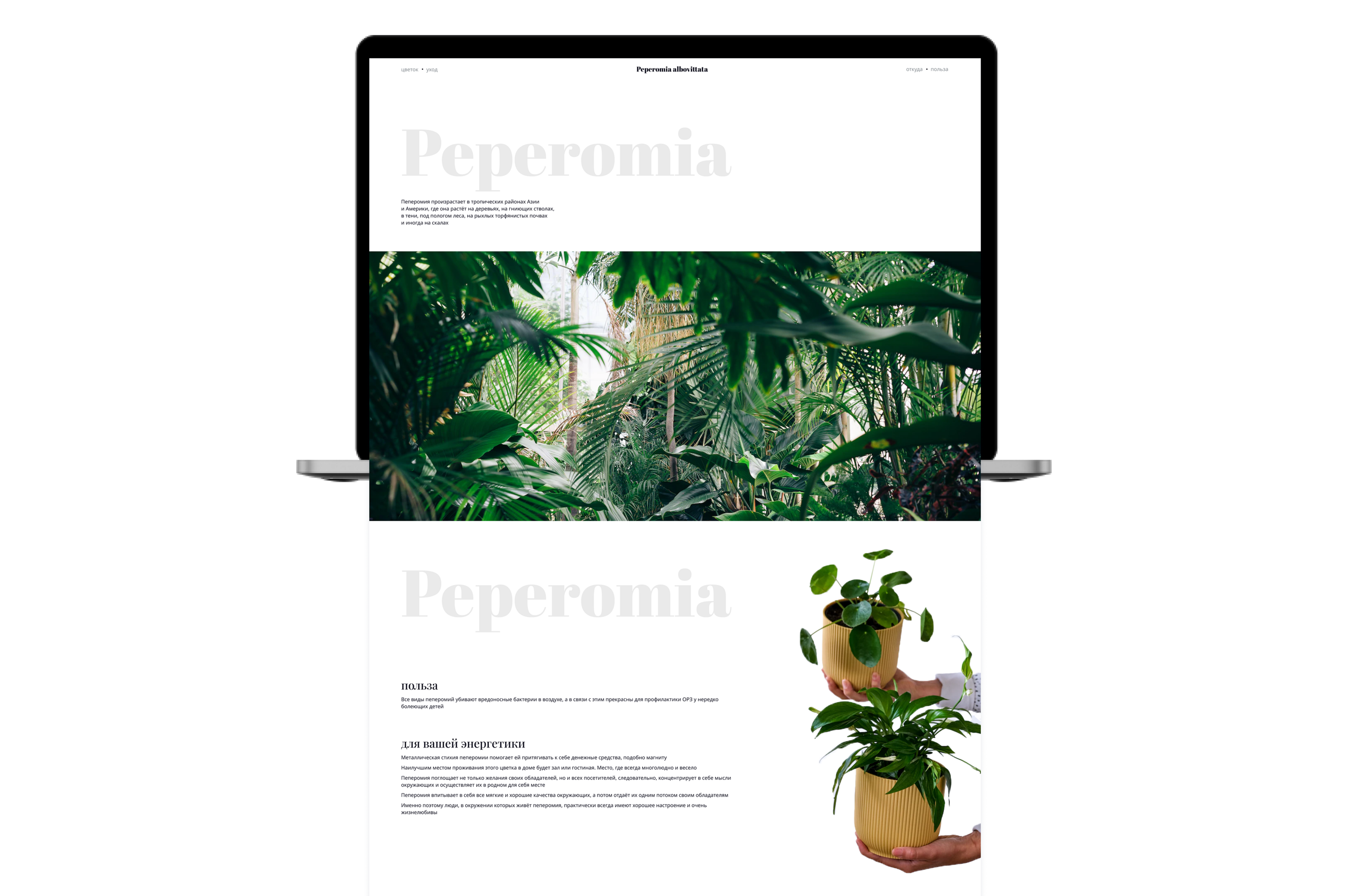 Peperomia albovittata – промо лендинг — Изображение №2 — Интерфейсы на Dprofile