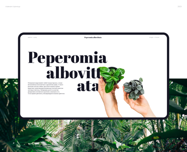 Peperomia albovittata – промо лендинг — Интерфейсы на Dprofile