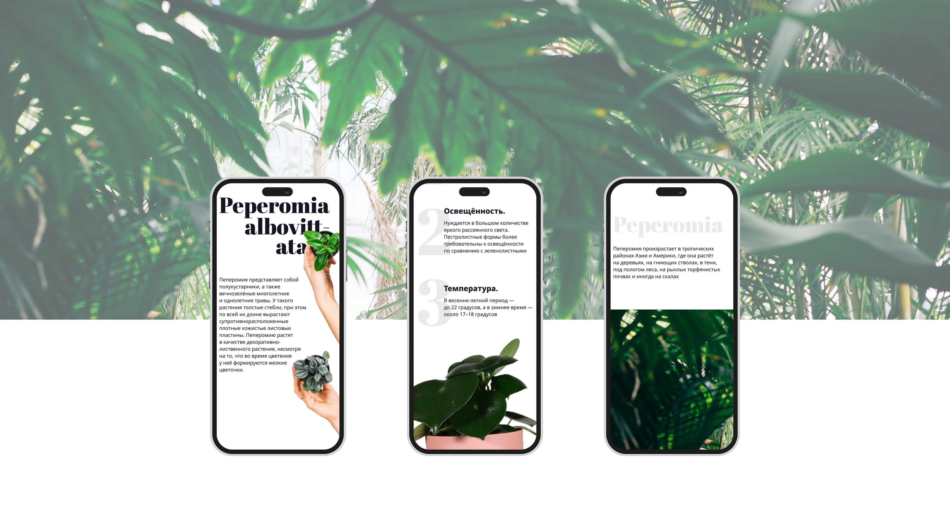 Peperomia albovittata – промо лендинг — Изображение №4 — Интерфейсы на Dprofile