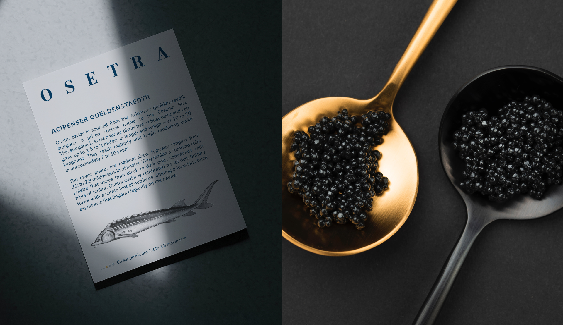 Baku caviar — Изображение №5 — Брендинг на Dprofile