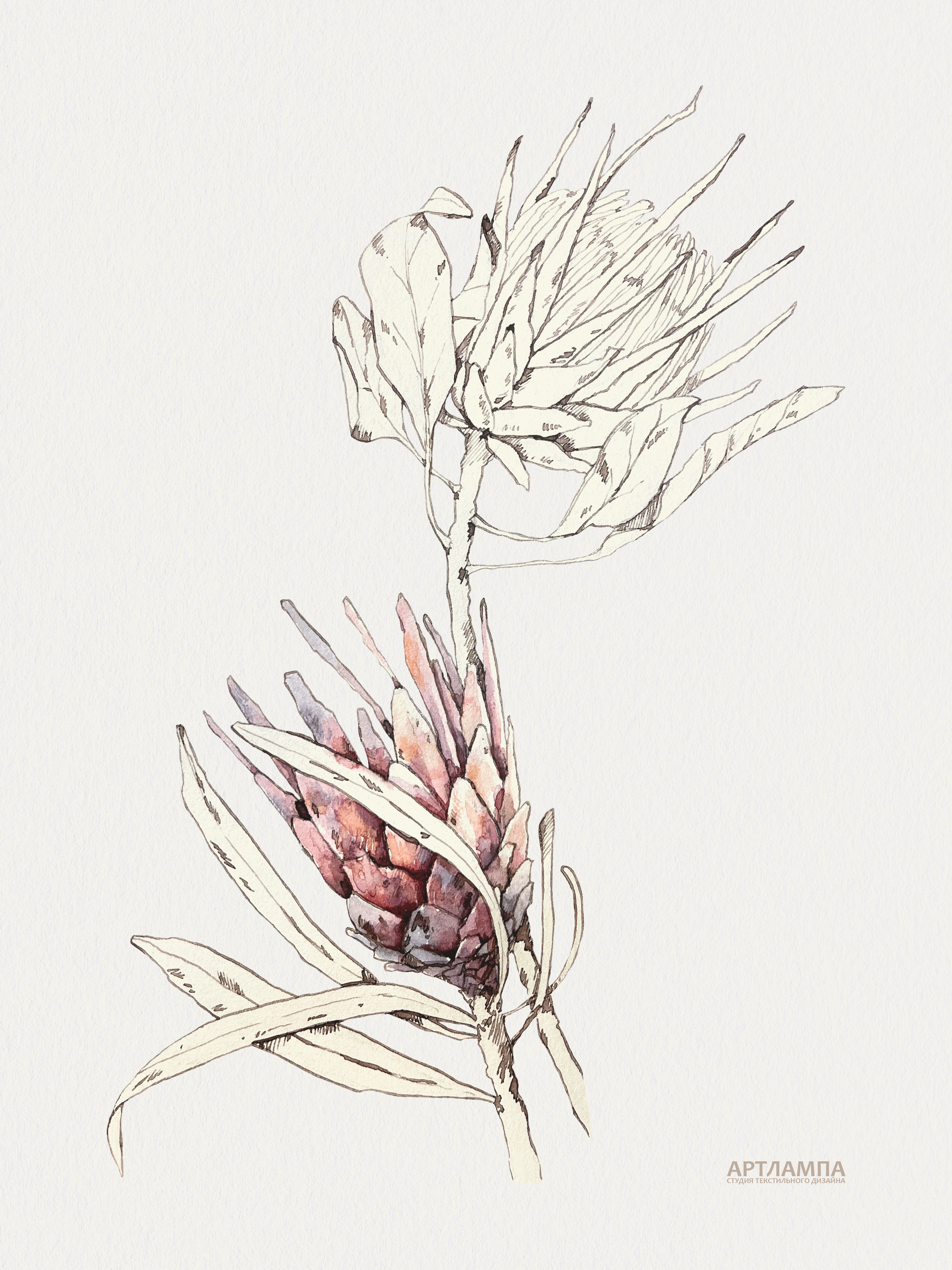 Pattern with watercolor tropical protea flower — Изображение №1 — Иллюстрация на Dprofile