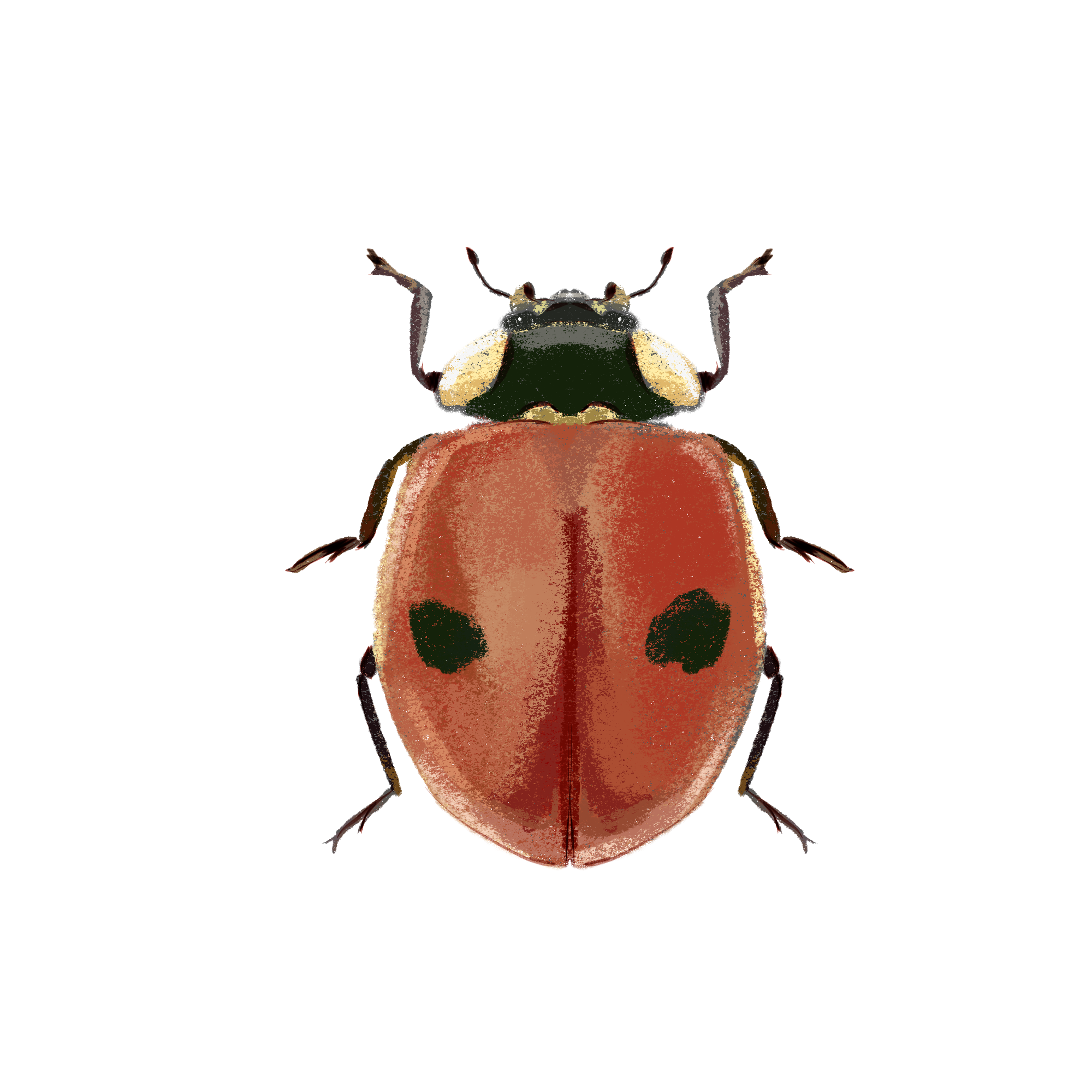 Заповедные территории — Изображение №8 — Иллюстрация, Графика на Dprofile