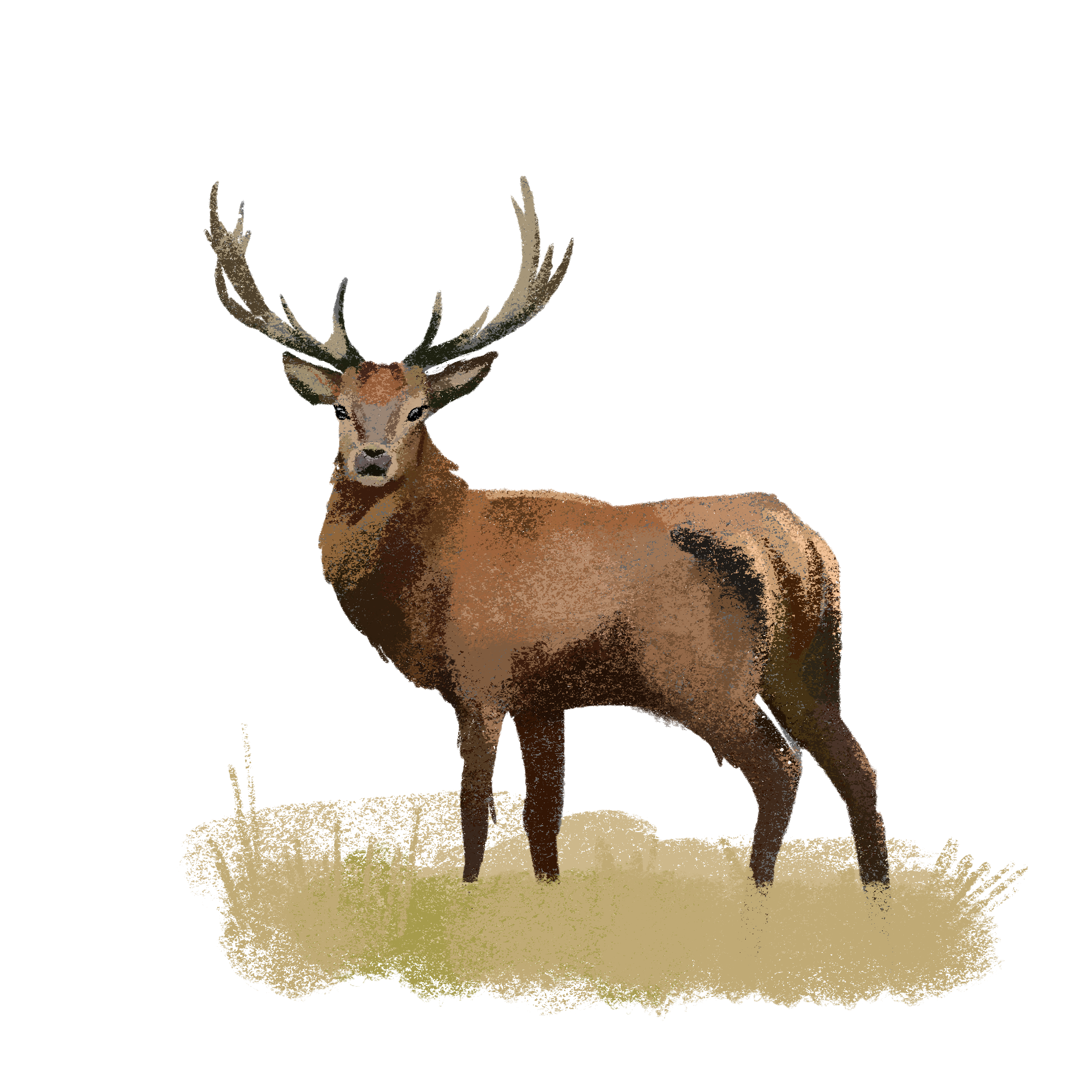 Заповедные территории — Изображение №6 — Иллюстрация, Графика на Dprofile