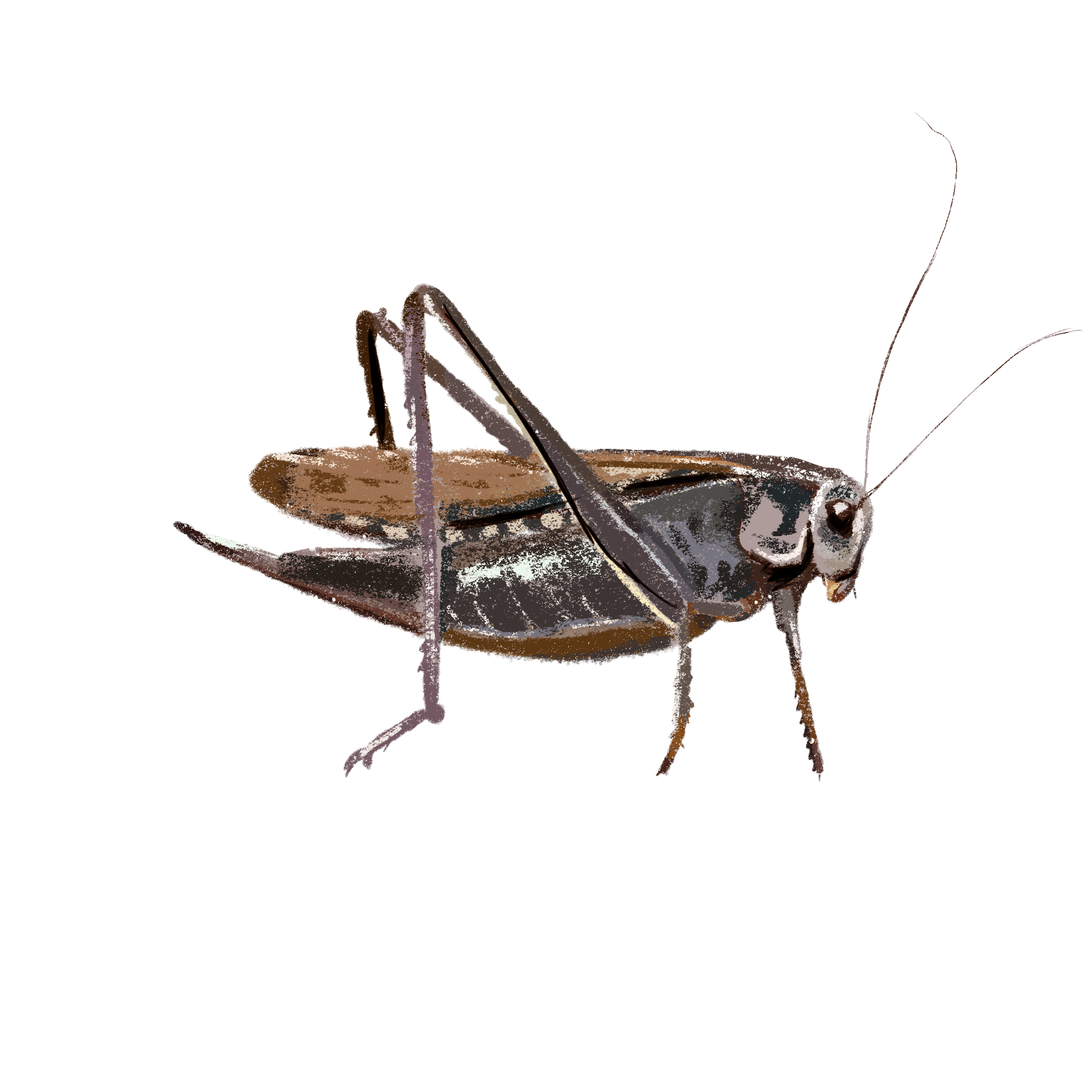 Заповедные территории — Изображение №12 — Иллюстрация, Графика на Dprofile