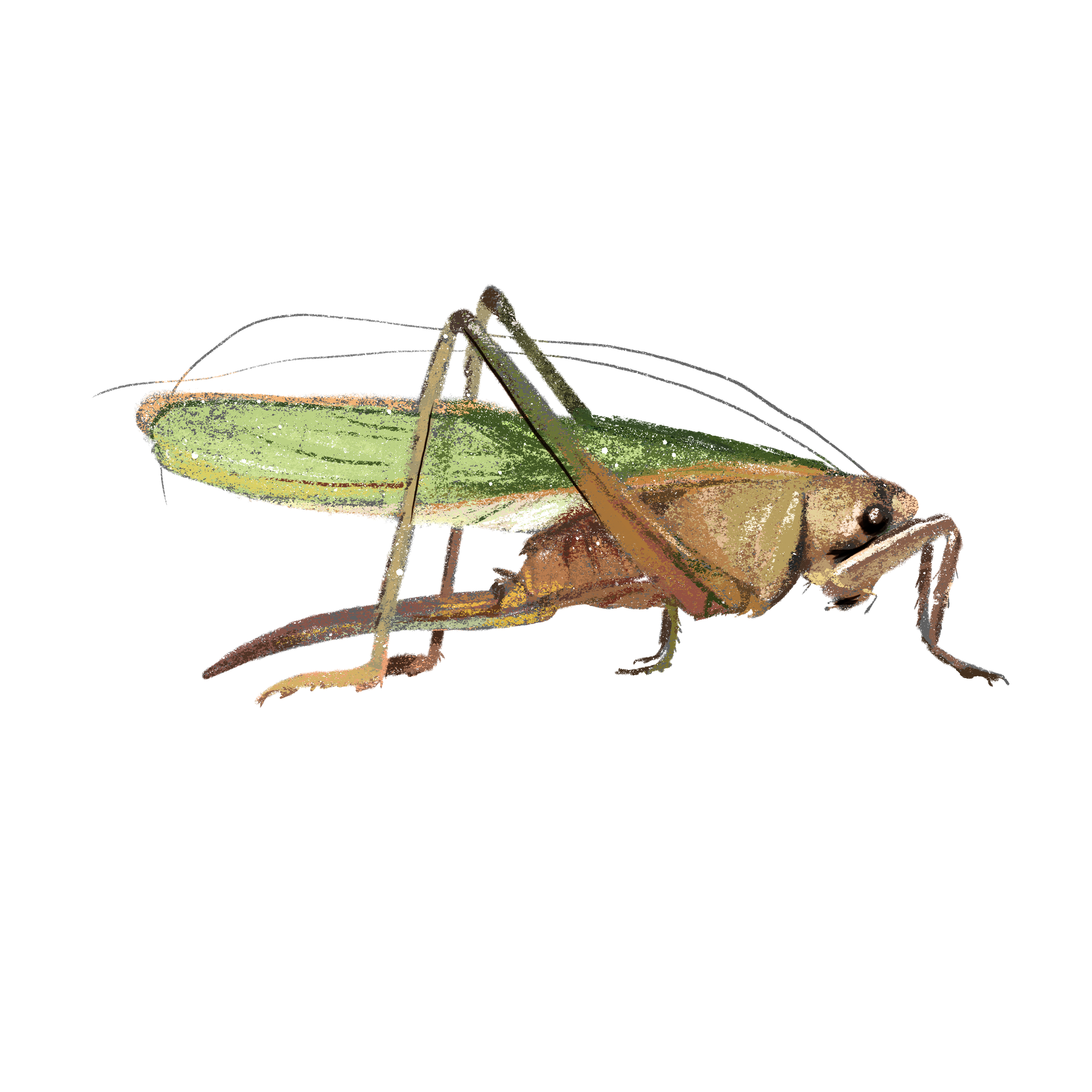 Заповедные территории — Изображение №13 — Иллюстрация, Графика на Dprofile