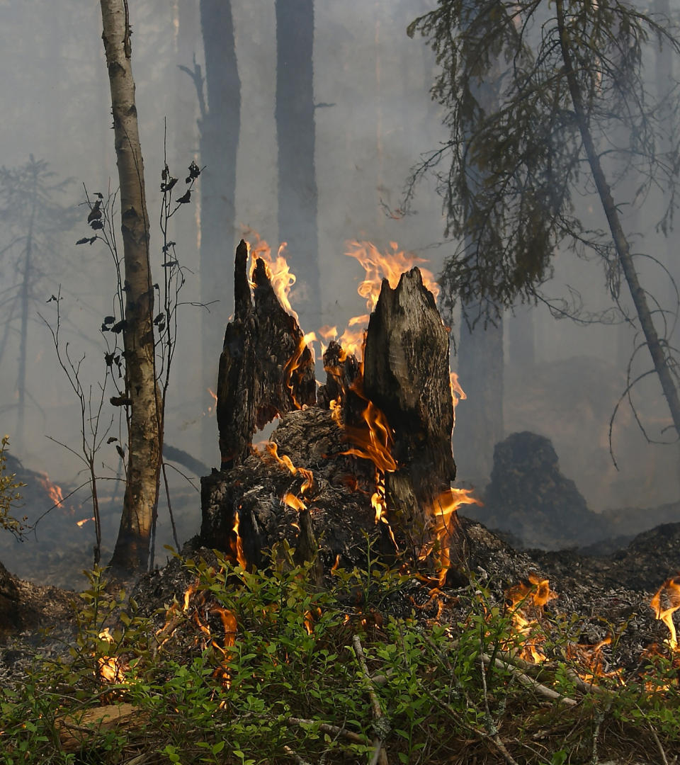 The Phlox is a documentary about Siberian fires — Изображение №3 — Брендинг, Графика на Dprofile