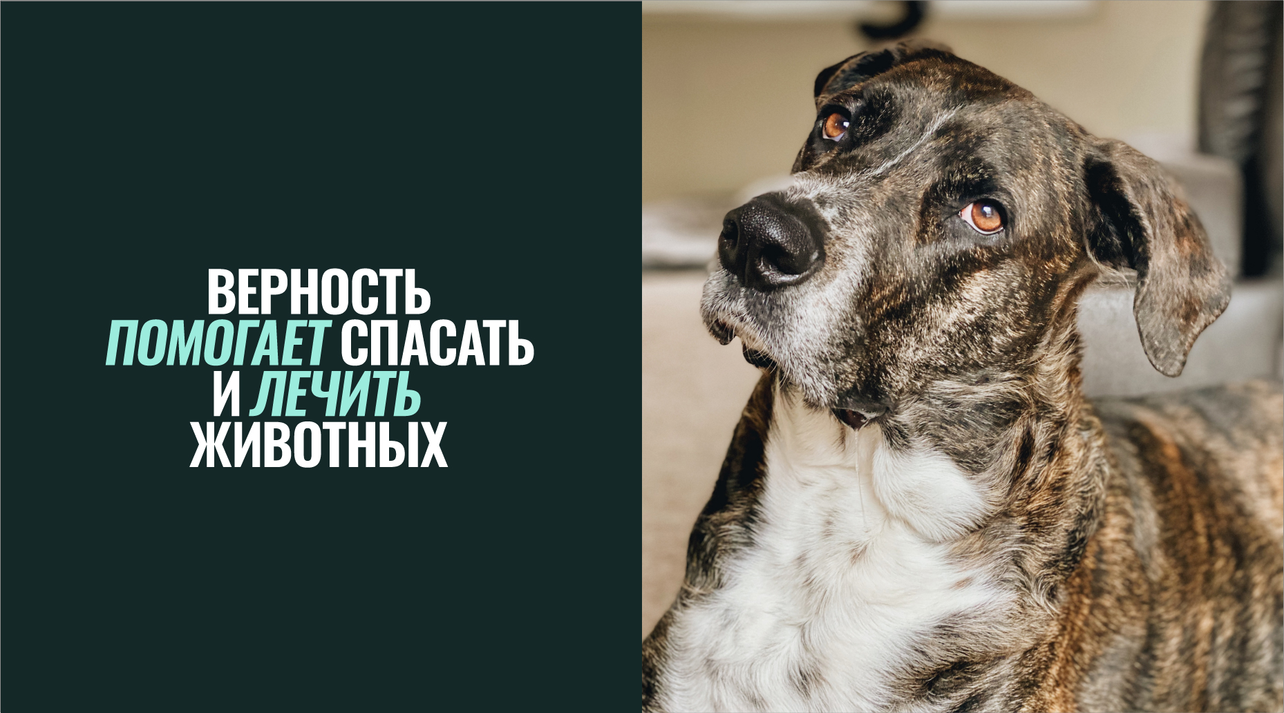 Верность. Айдентика Pro Bono — Изображение №7 — Интерфейсы, Брендинг на Dprofile