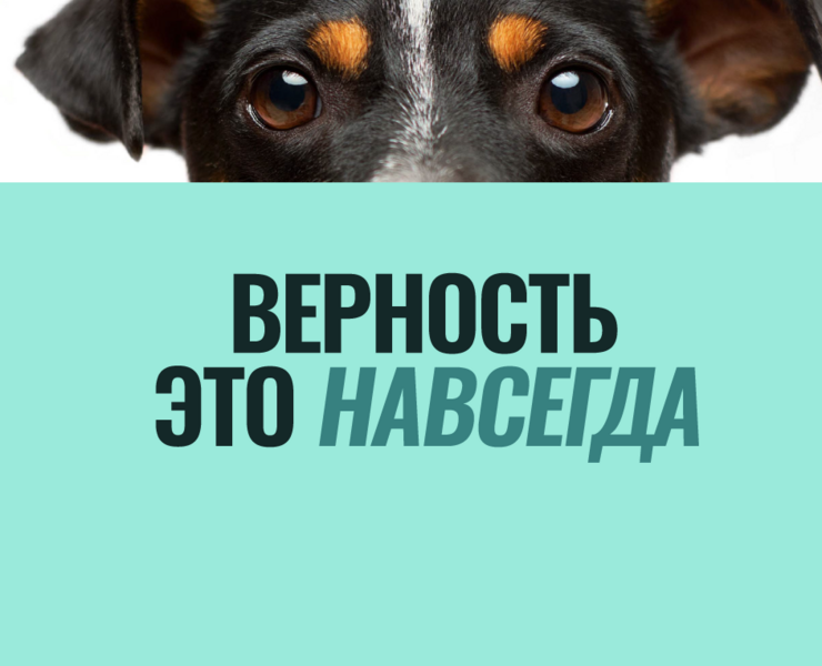 Верность. Айдентика Pro Bono — Интерфейсы, Брендинг на Dprofile