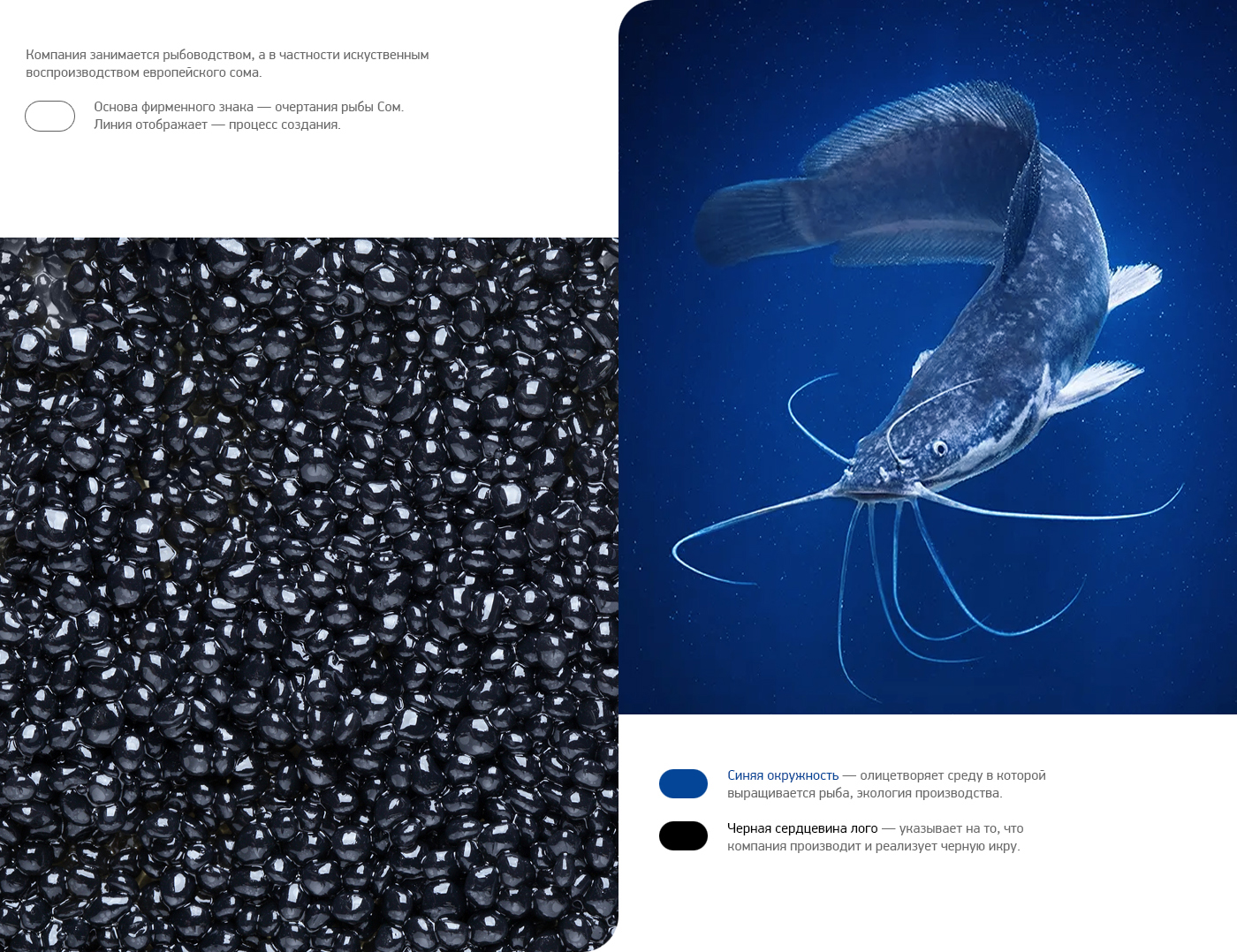 Don Aquafish — Изображение №2 — Брендинг на Dprofile