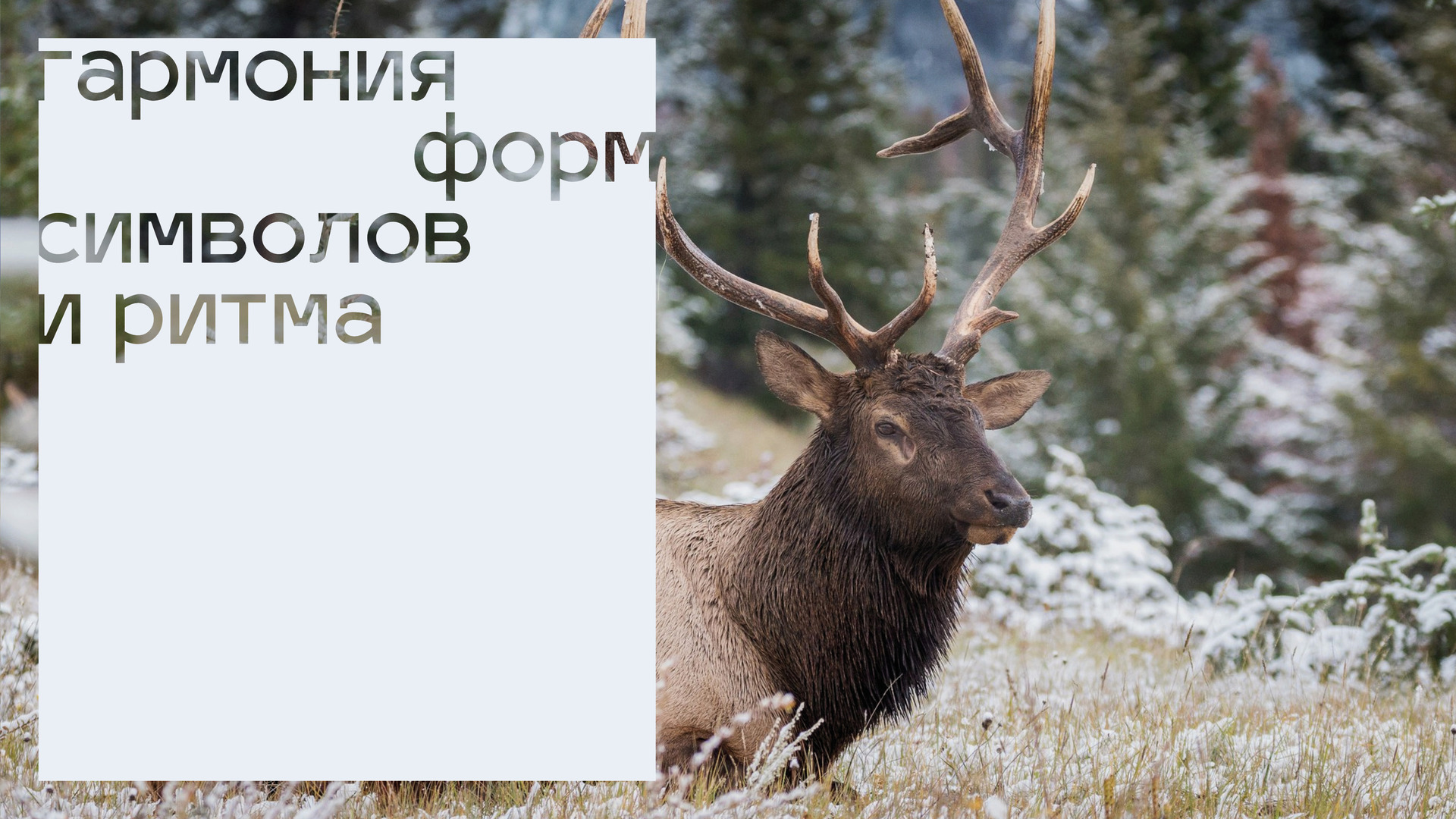 Айдентика студии резьбы по дереву — Изображение №4 — Брендинг, Иллюстрация на Dprofile