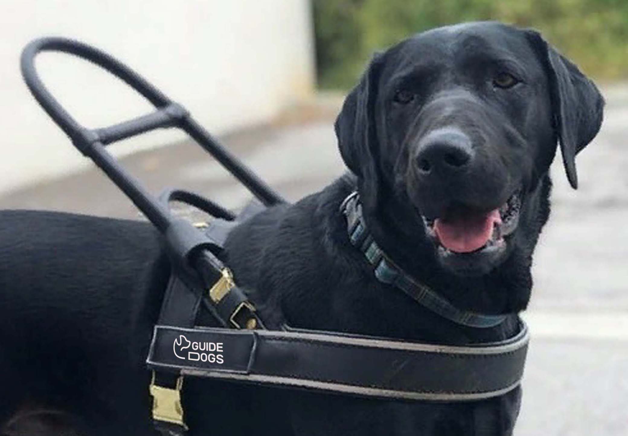 GUIDE DOGS, иконки и лого для школы служебных собак — Изображение №2 — Брендинг, Графика на Dprofile