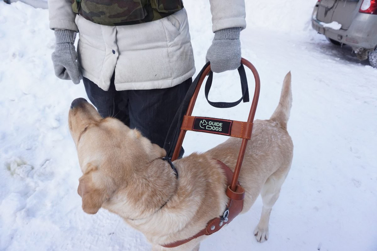 GUIDE DOGS, иконки и лого для школы служебных собак — Изображение №3 — Брендинг, Графика на Dprofile