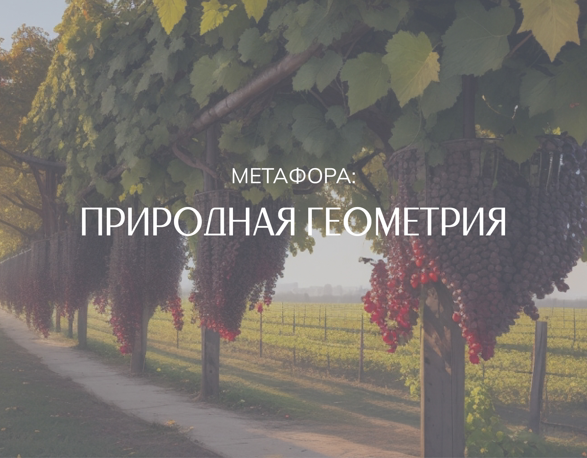 Branding Packaging Design Wine Yeast TANK — Изображение №2 — Брендинг, Анимация на Dprofile
