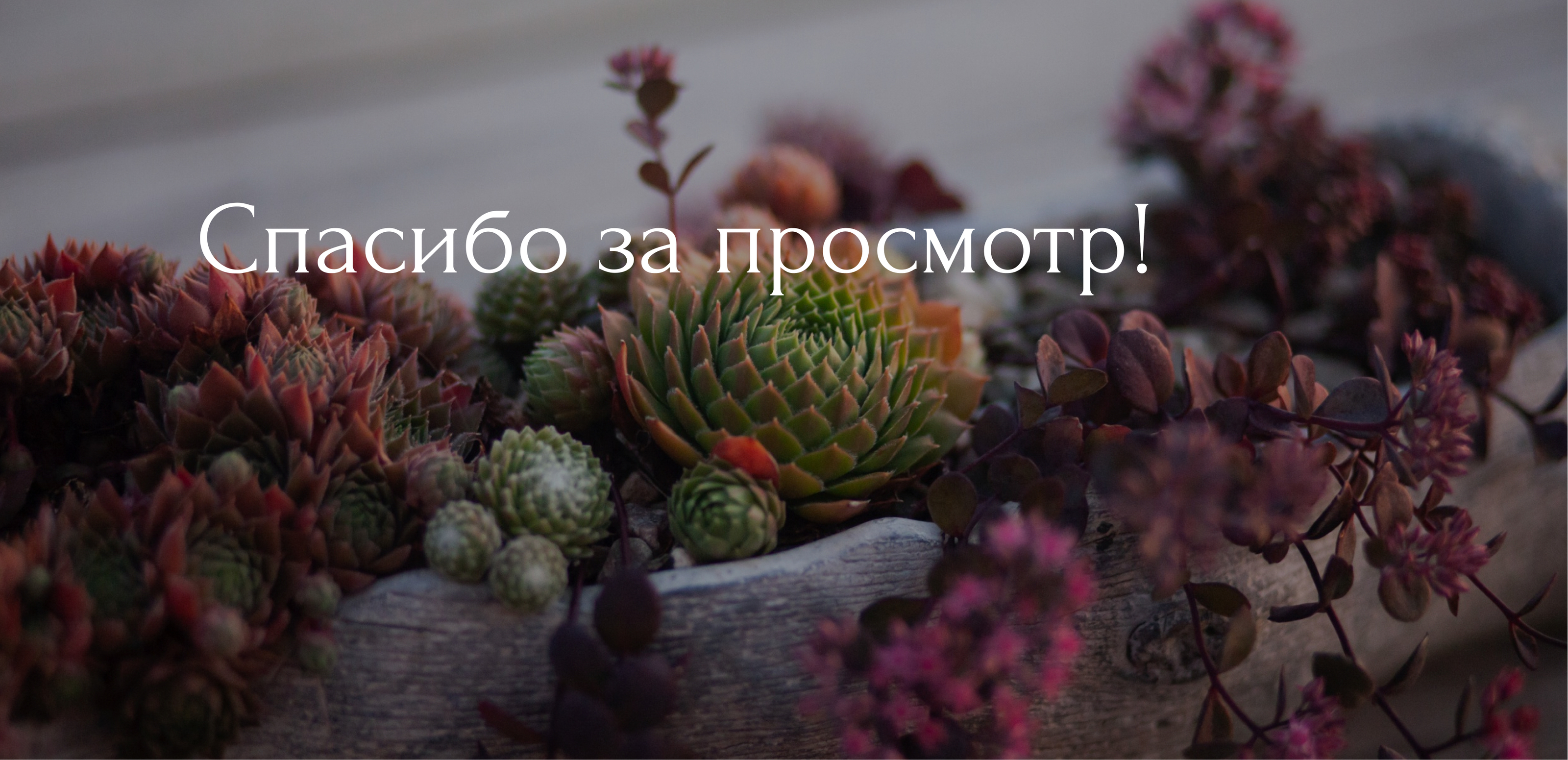 Интернет-магазин растений «Кактусёнок» | Редизайн сайта — Изображение №8 — Интерфейсы на Dprofile