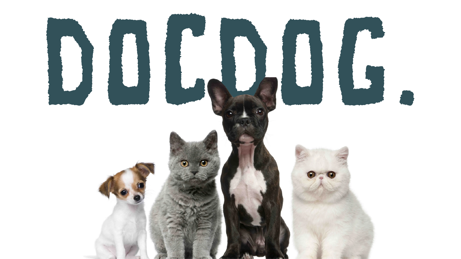 docdog. клиника премиум-класса для животных — Изображение №1 — Брендинг, Иллюстрация на Dprofile