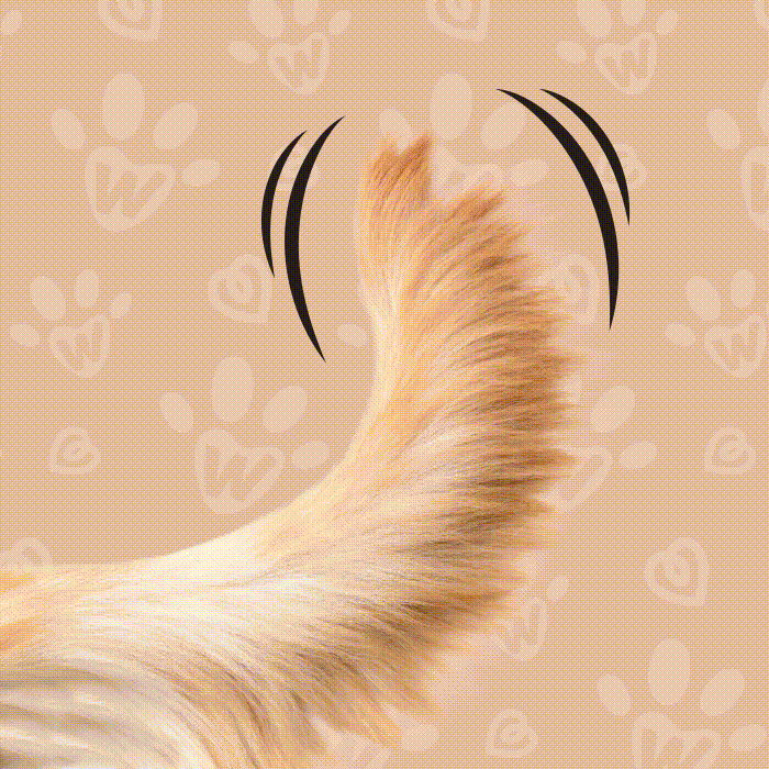 Wooly — Pet Food Branding & Packaging Design — Изображение №12 — Брендинг на Dprofile