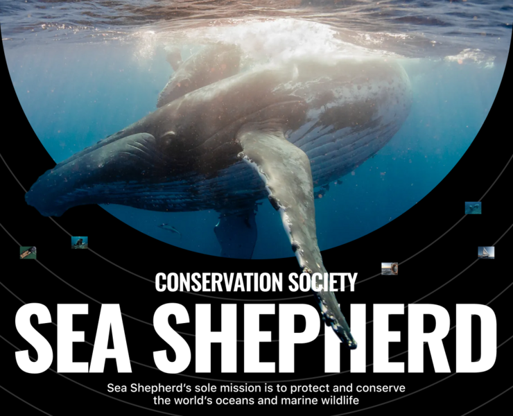 Sea Shepherd | Корпоративный сайт на Dprofile