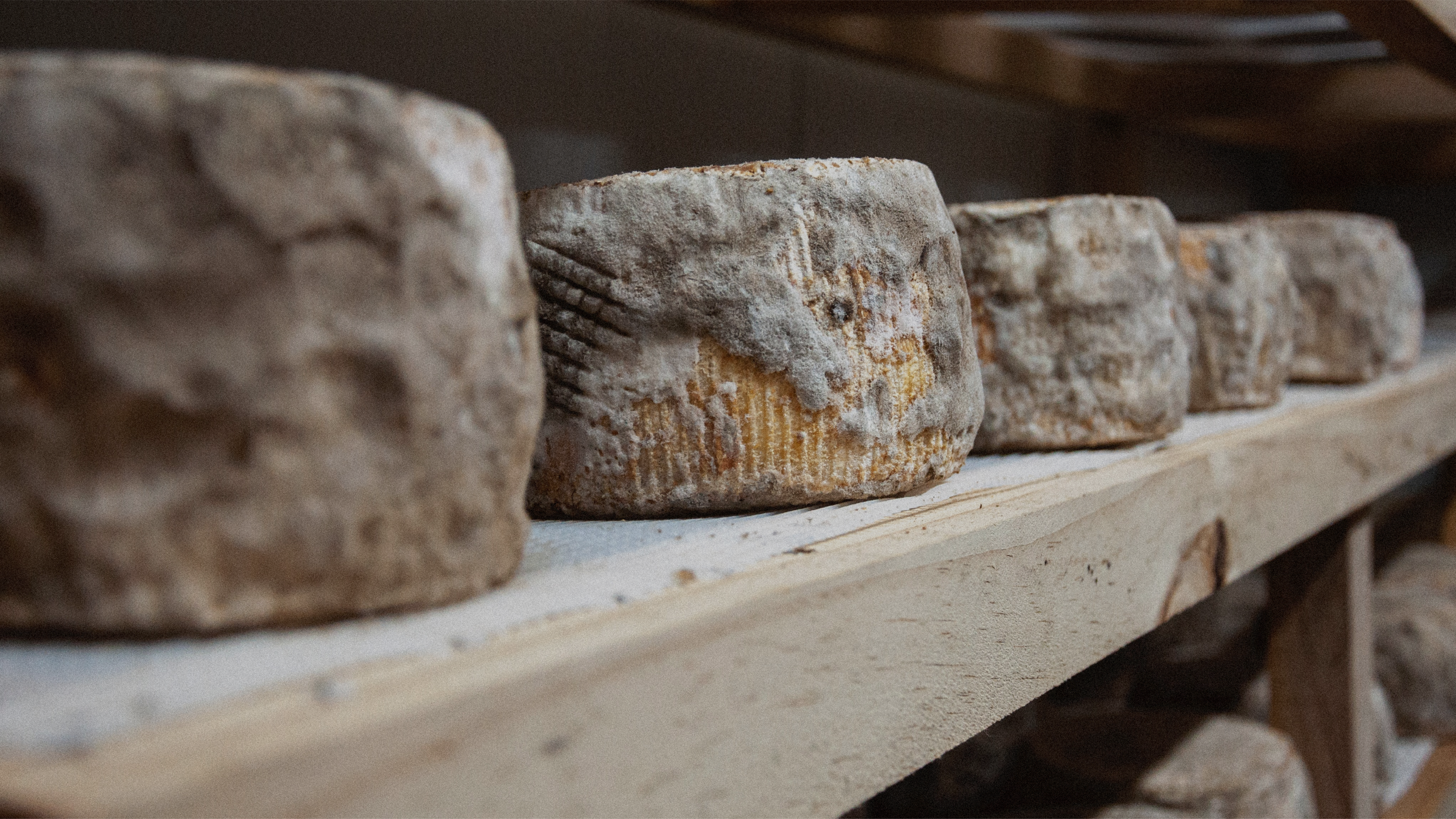 MATURE / Cheese dairy / visual identity — Изображение №1 — Брендинг на Dprofile