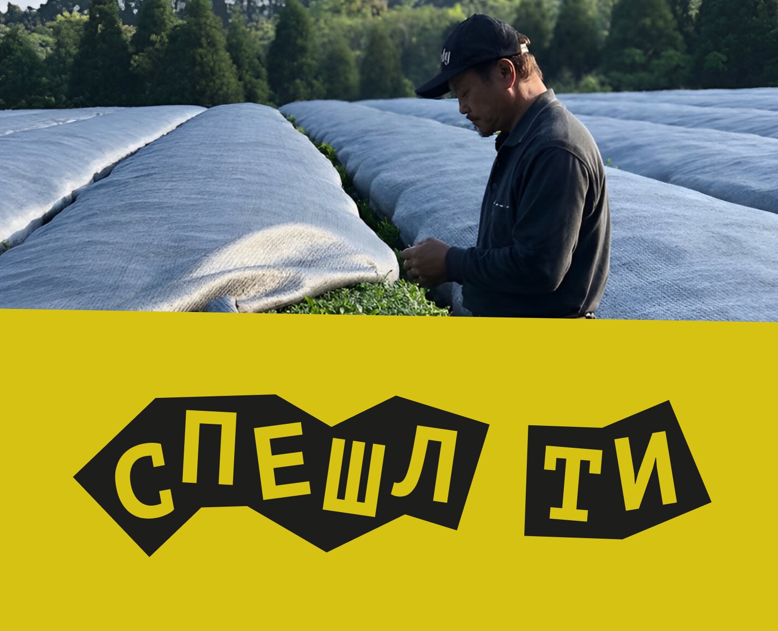 Айдентика Спешл Ти — Брендинг на Dprofile