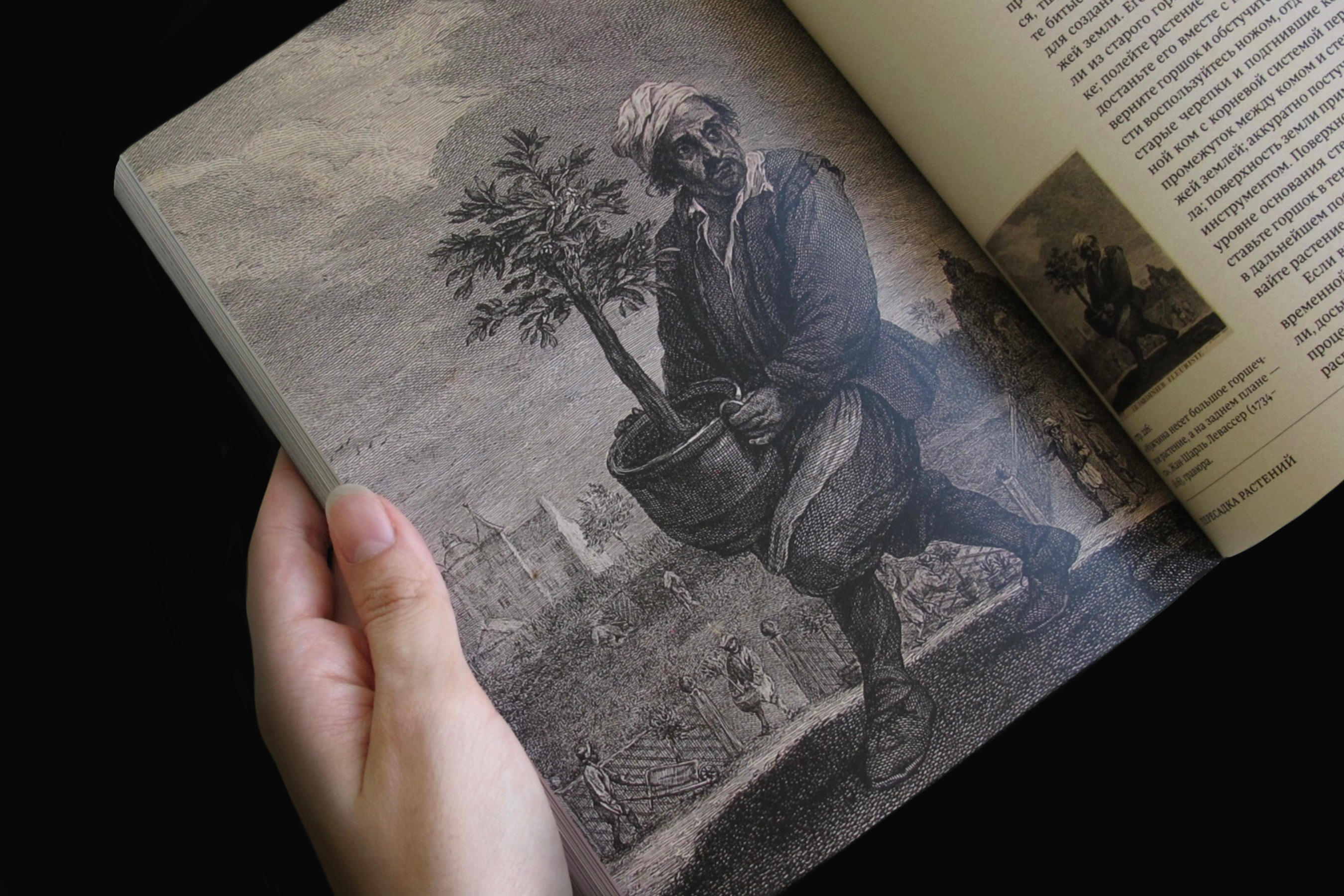 Ян Ван дер Неер. Всё о комнатных растениях. Справочник — Изображение №28 — Графика на Dprofile