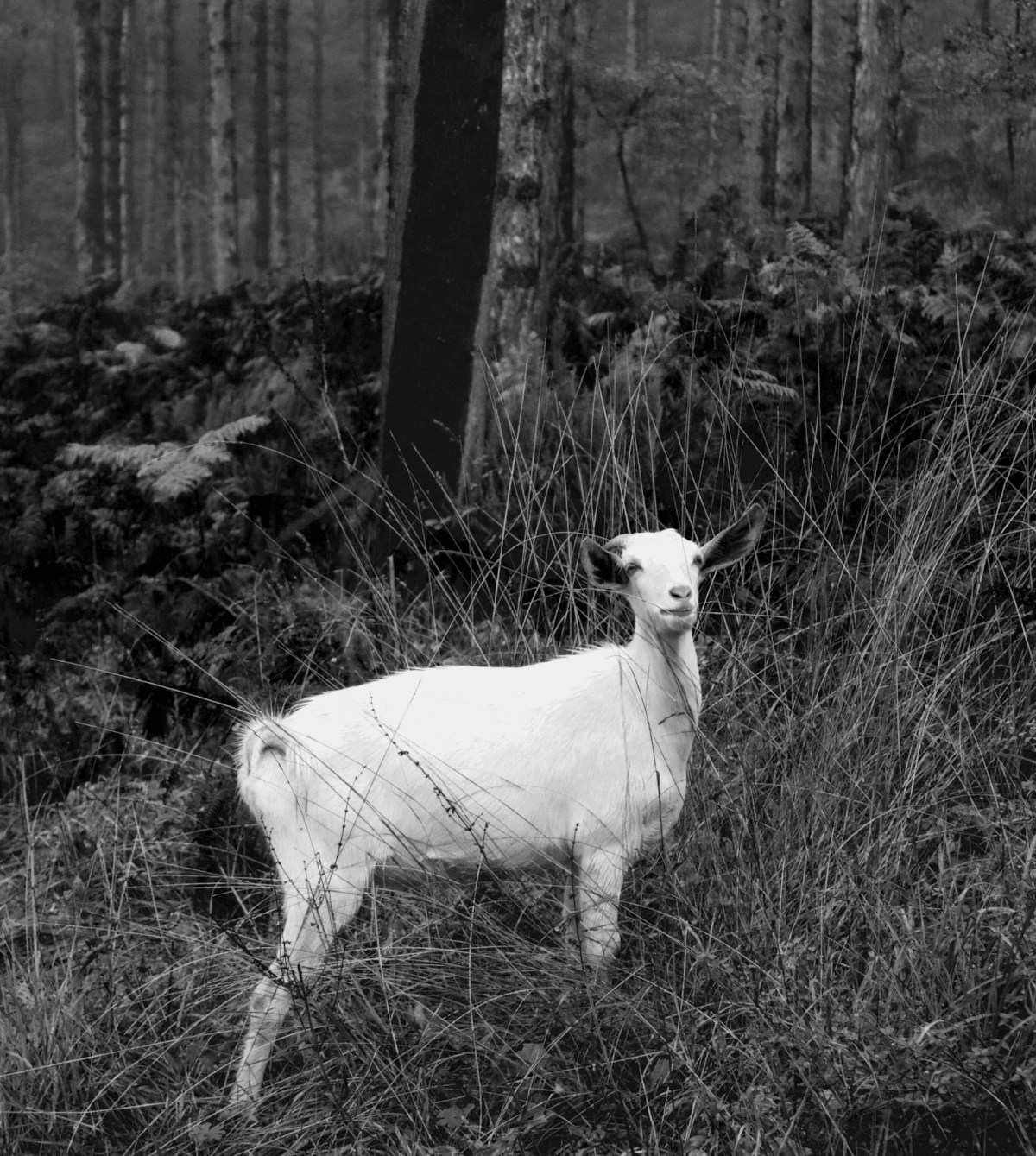 drop coffee / фирменный стиль / visual identity — Изображение №8 — Брендинг, Графика на Dprofile