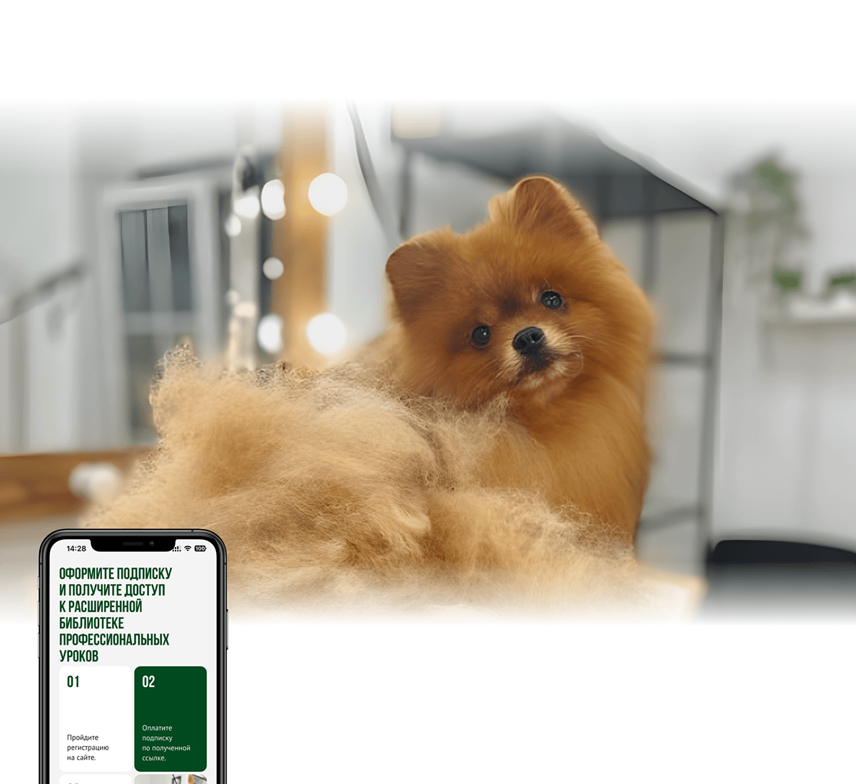 Сайт для обучения грумингу | Grooming training site — Изображение №9 — Интерфейсы на Dprofile