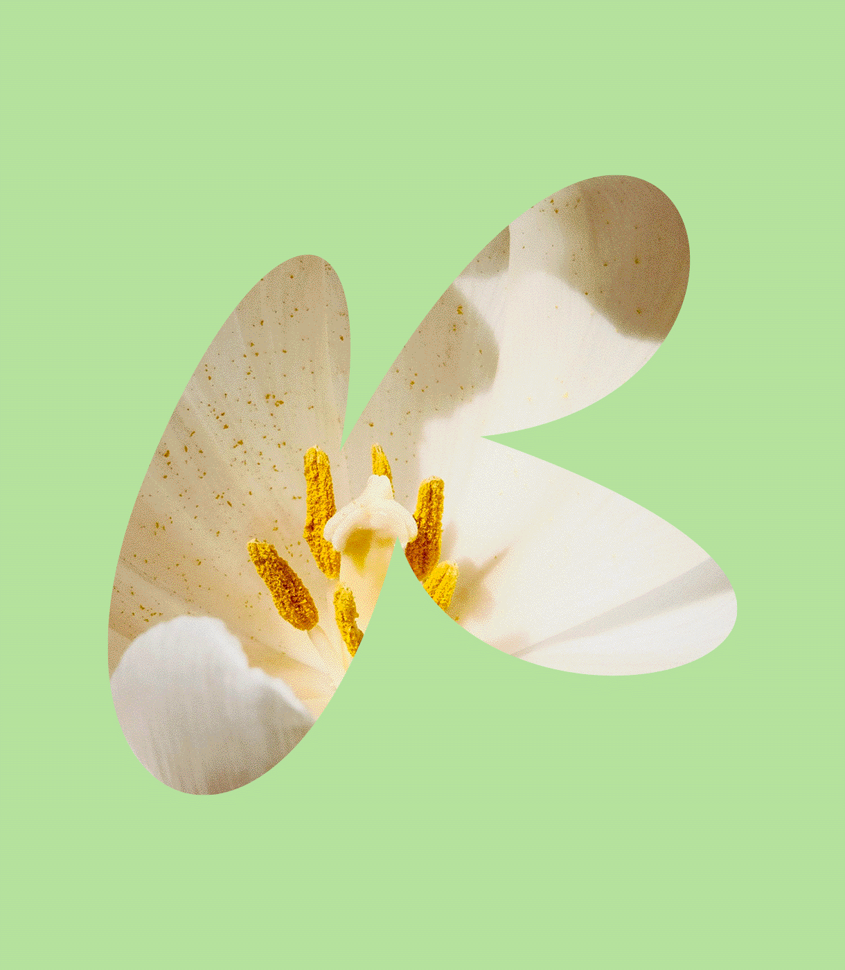 Kraft Flowers — Изображение №8 — Брендинг, Графика на Dprofile