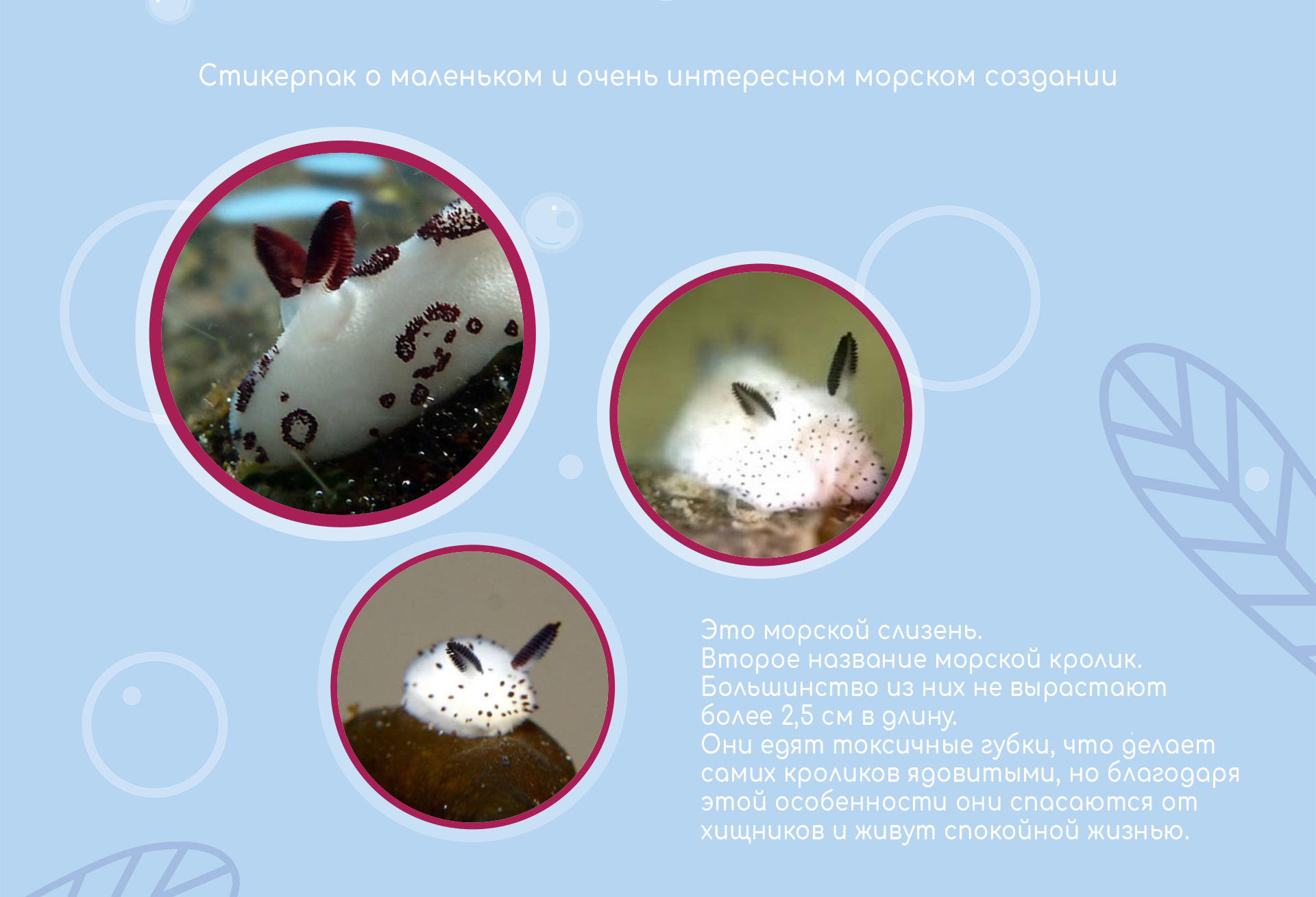 Морской Кролик I Стикерпак — Изображение №2 — Иллюстрация, Графика на Dprofile