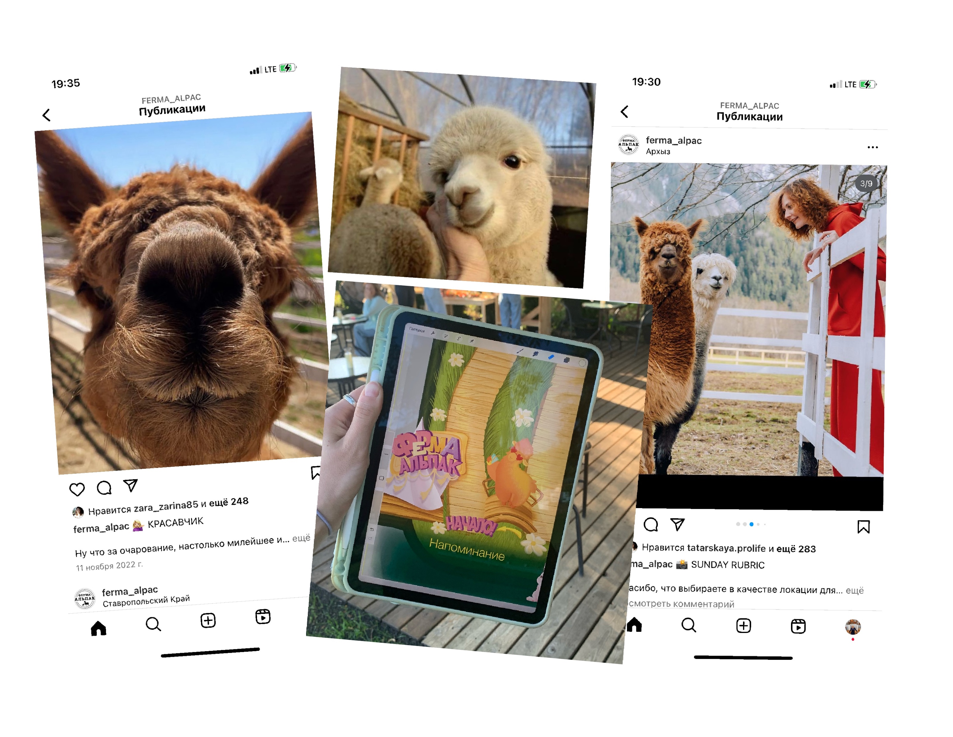 Ферма Альпак Настольная Игра — Изображение №8 — Брендинг, Иллюстрация на Dprofile