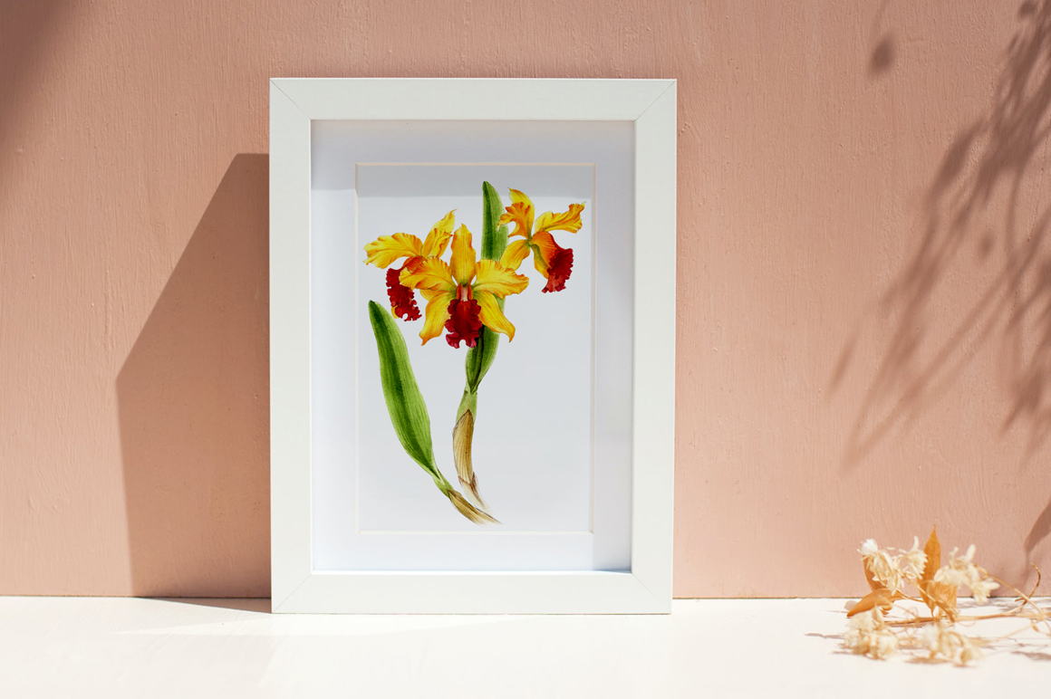 Ботаническая живопись, орхидеи — Изображение №2 — Иллюстрация, Графика на Dprofile