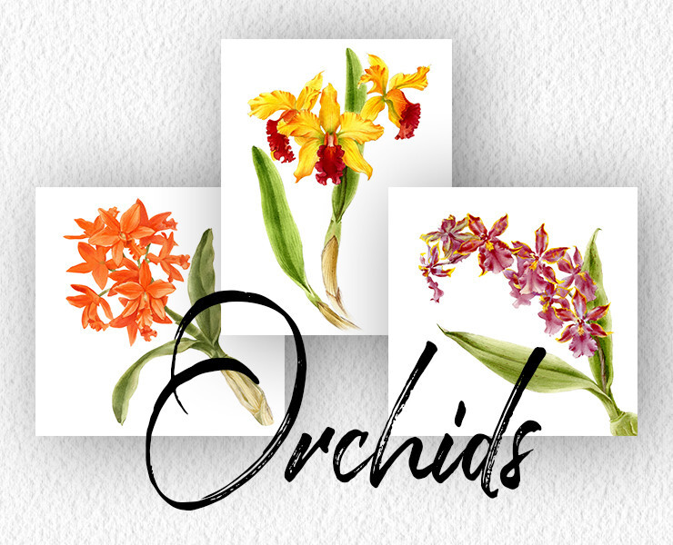 Ботаническая живопись, орхидеи — Иллюстрация, Графика на Dprofile