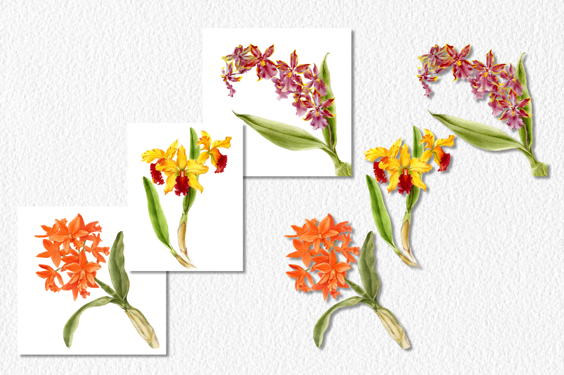 Ботаническая живопись, орхидеи — Изображение №1 — Иллюстрация, Графика на Dprofile