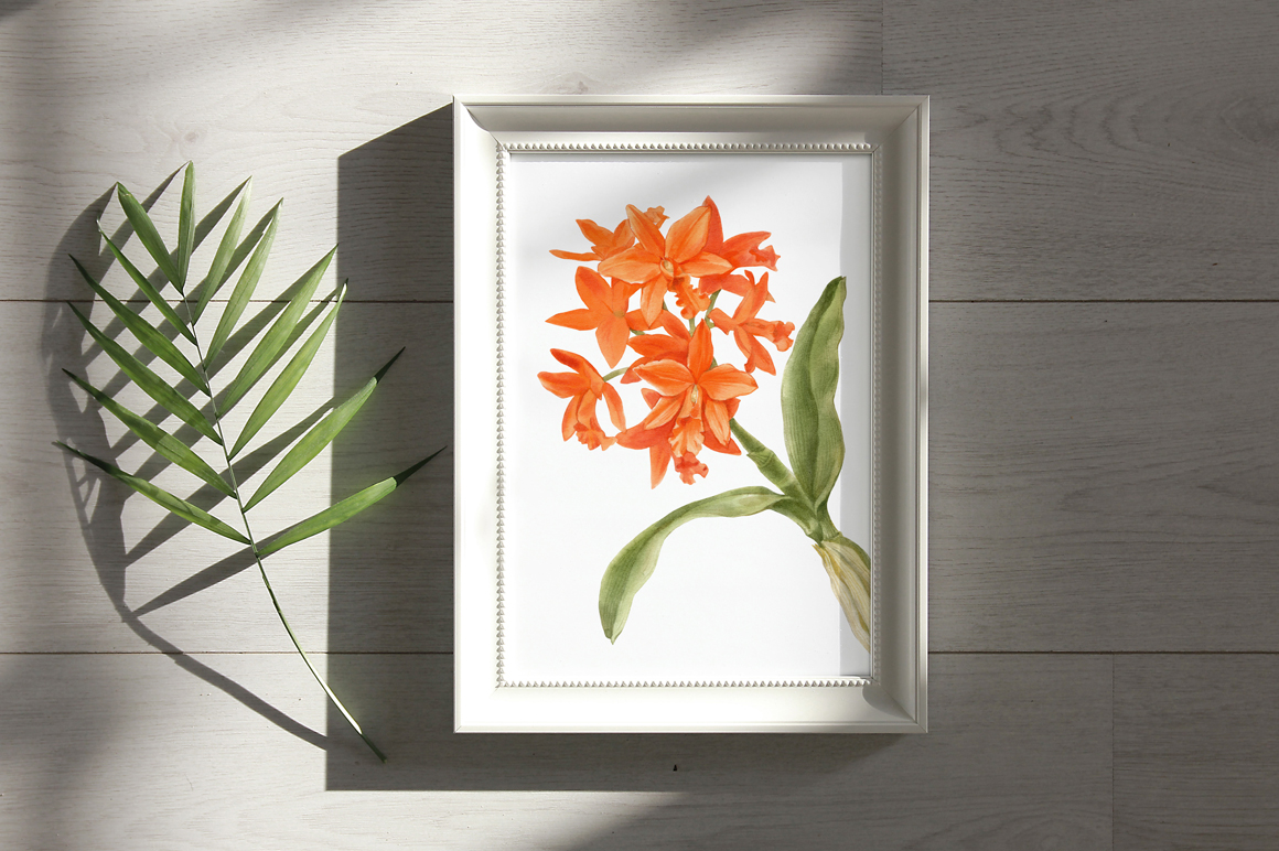 Ботаническая живопись, орхидеи — Изображение №3 — Иллюстрация, Графика на Dprofile