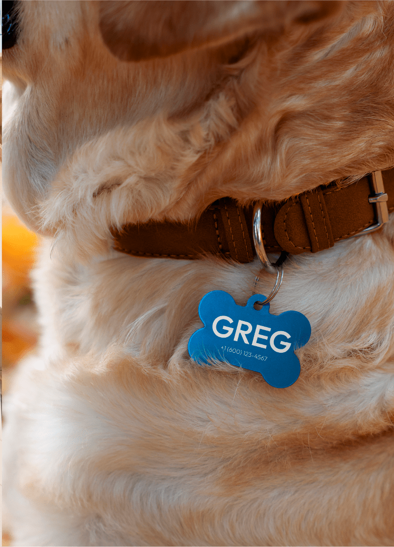 dogdoc. | логотип для ветеринарной клиники — Изображение №9 — Брендинг, Анимация на Dprofile