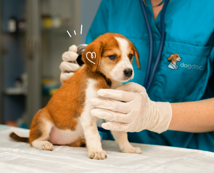 dogdoc. | логотип для ветеринарной клиники — Брендинг, Анимация на Dprofile