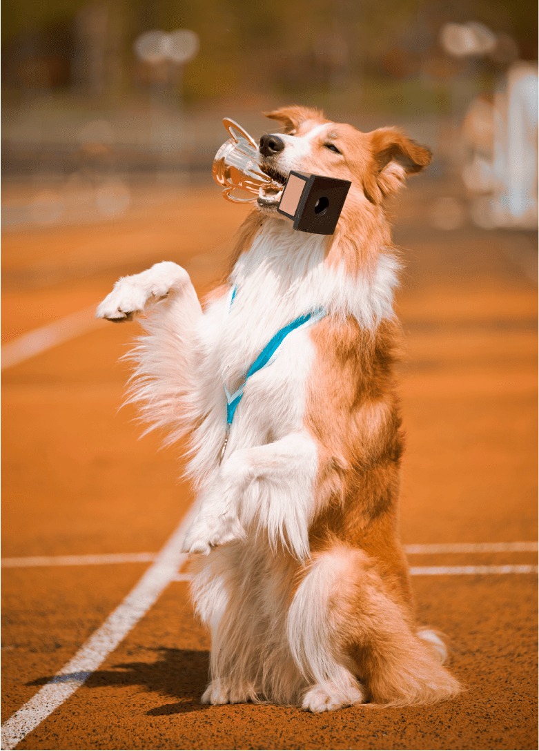 dogdoc. | логотип для ветеринарной клиники — Изображение №13 — Брендинг, Анимация на Dprofile
