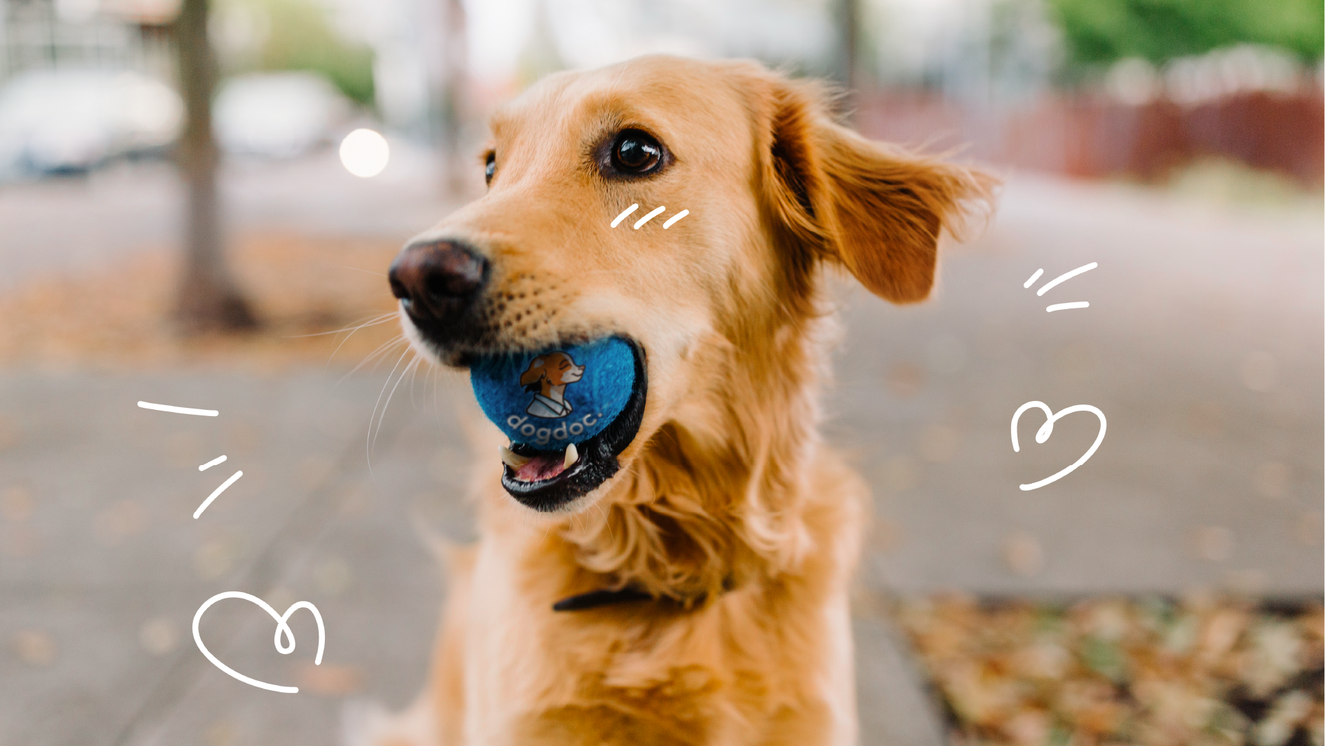 dogdoc. | логотип для ветеринарной клиники — Изображение №7 — Брендинг, Анимация на Dprofile