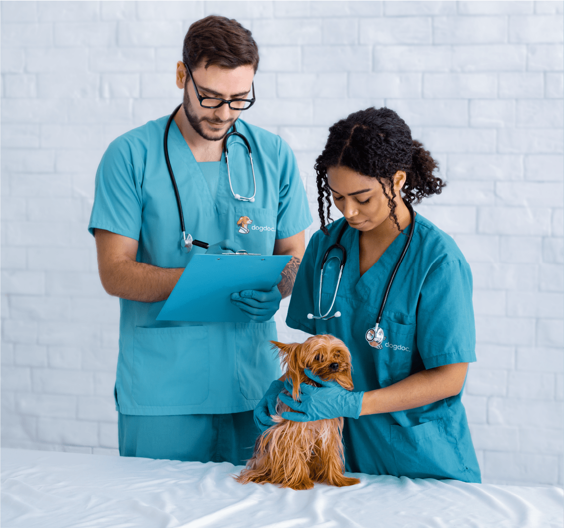 dogdoc. | логотип для ветеринарной клиники — Изображение №4 — Брендинг, Анимация на Dprofile