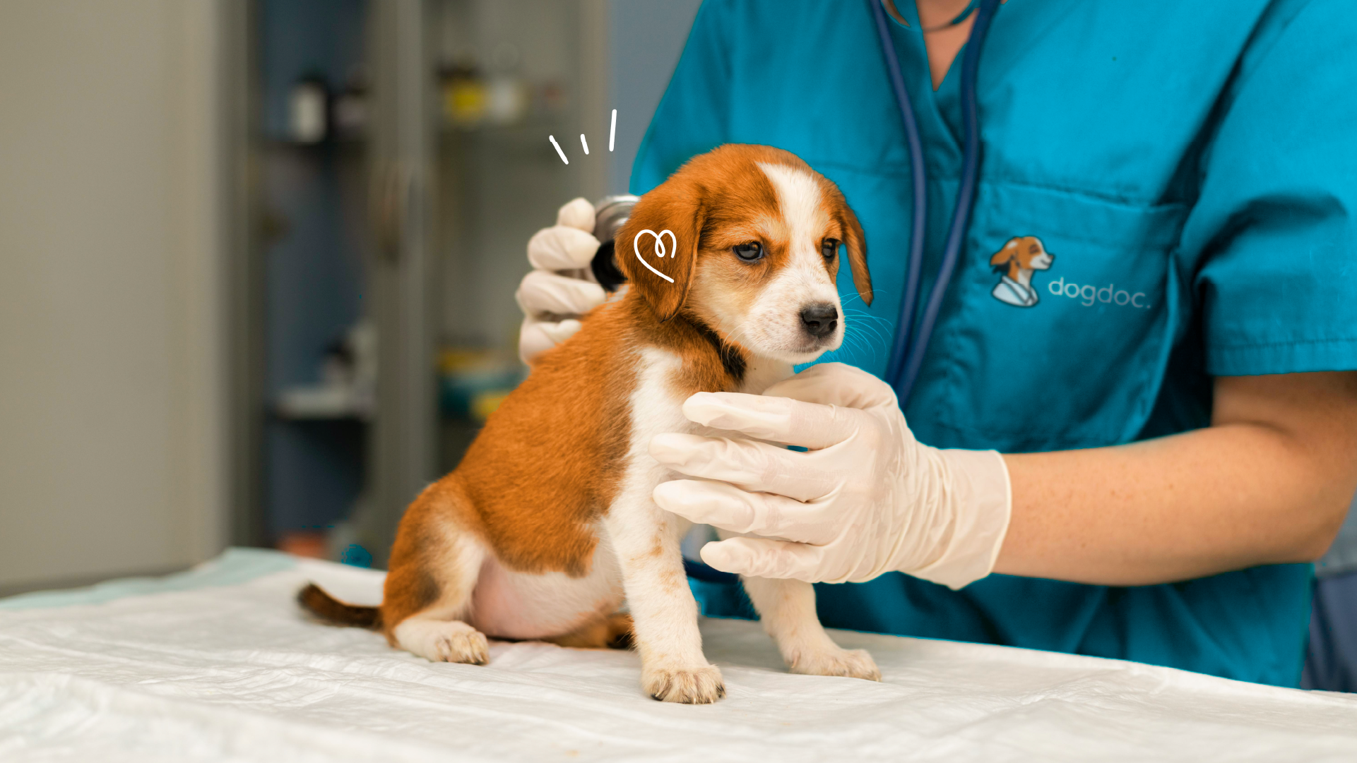 dogdoc. | логотип для ветеринарной клиники — Изображение №1 — Брендинг, Анимация на Dprofile