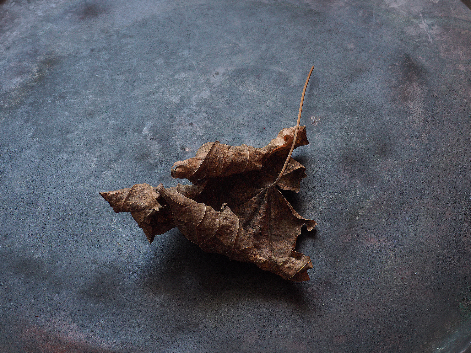 Tango. — Изображение №5 — Иллюстрация, Графика на Dprofile