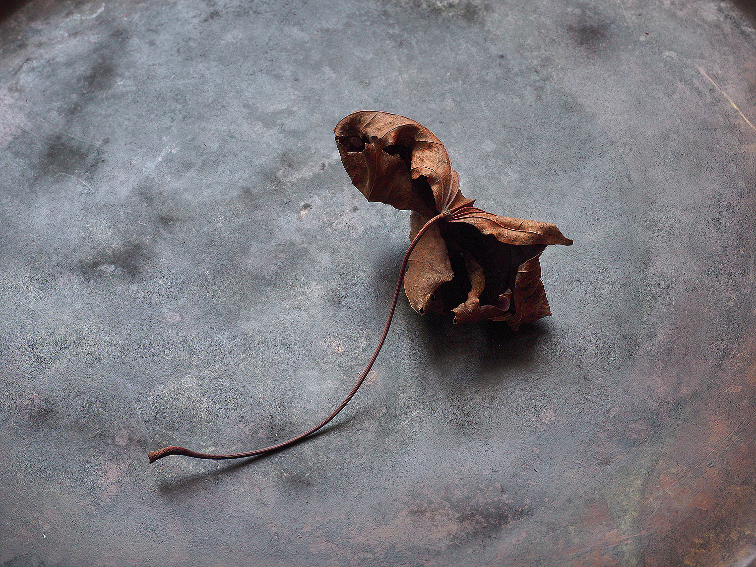 Tango. — Изображение №4 — Иллюстрация, Графика на Dprofile