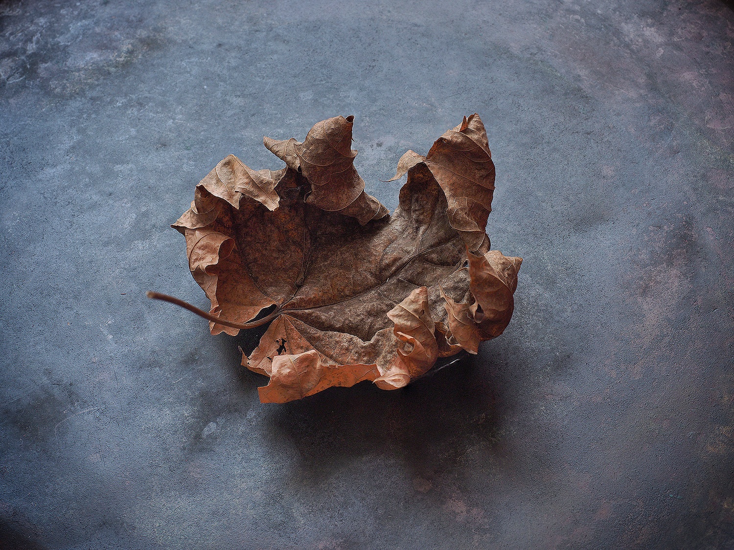 Tango. — Изображение №2 — Иллюстрация, Графика на Dprofile