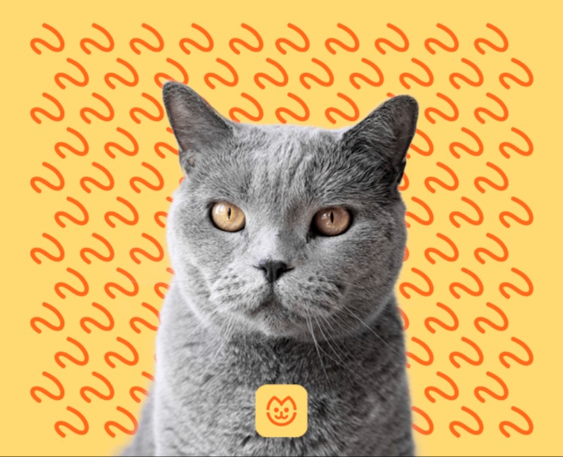 Logotype "MURLYKA" hotel for cats — Брендинг на Dprofile