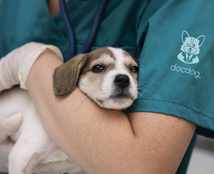 Docdog. – ветеринарная клиника для собак l Logo concept — Брендинг на Dprofile