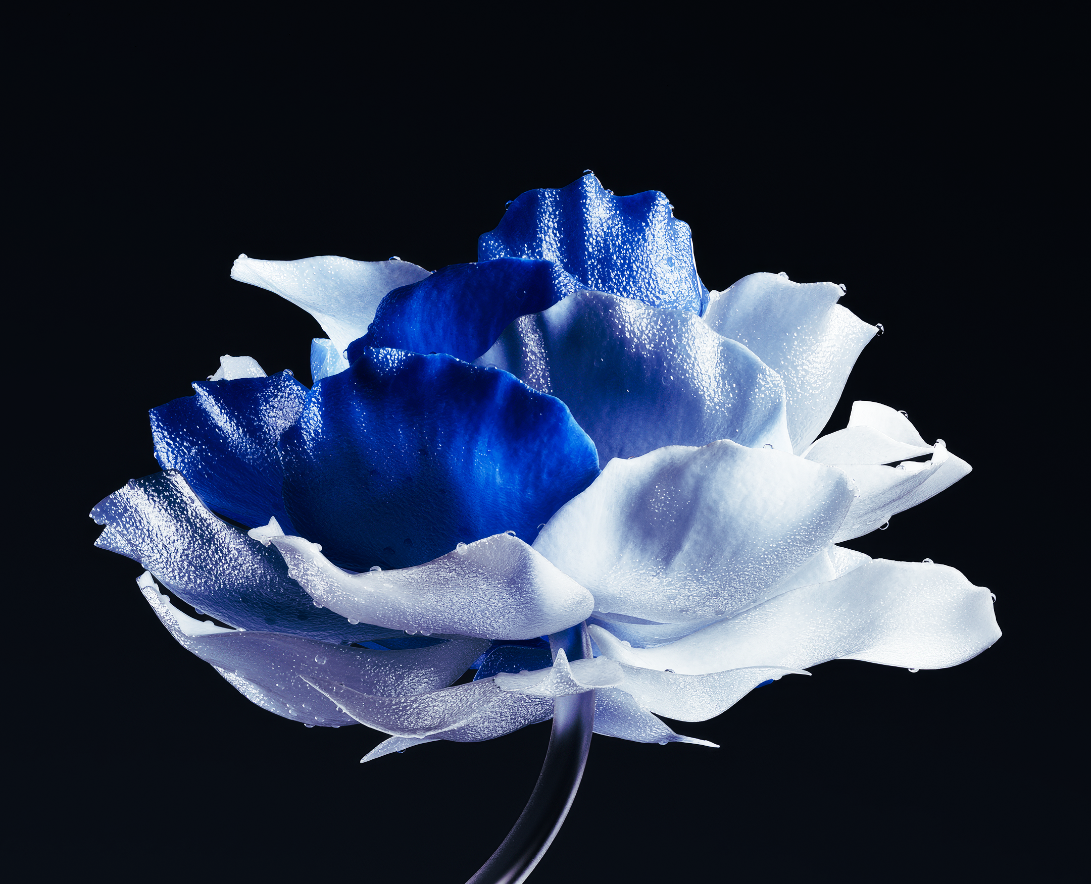ENTROPY FLOWER на Dprofile