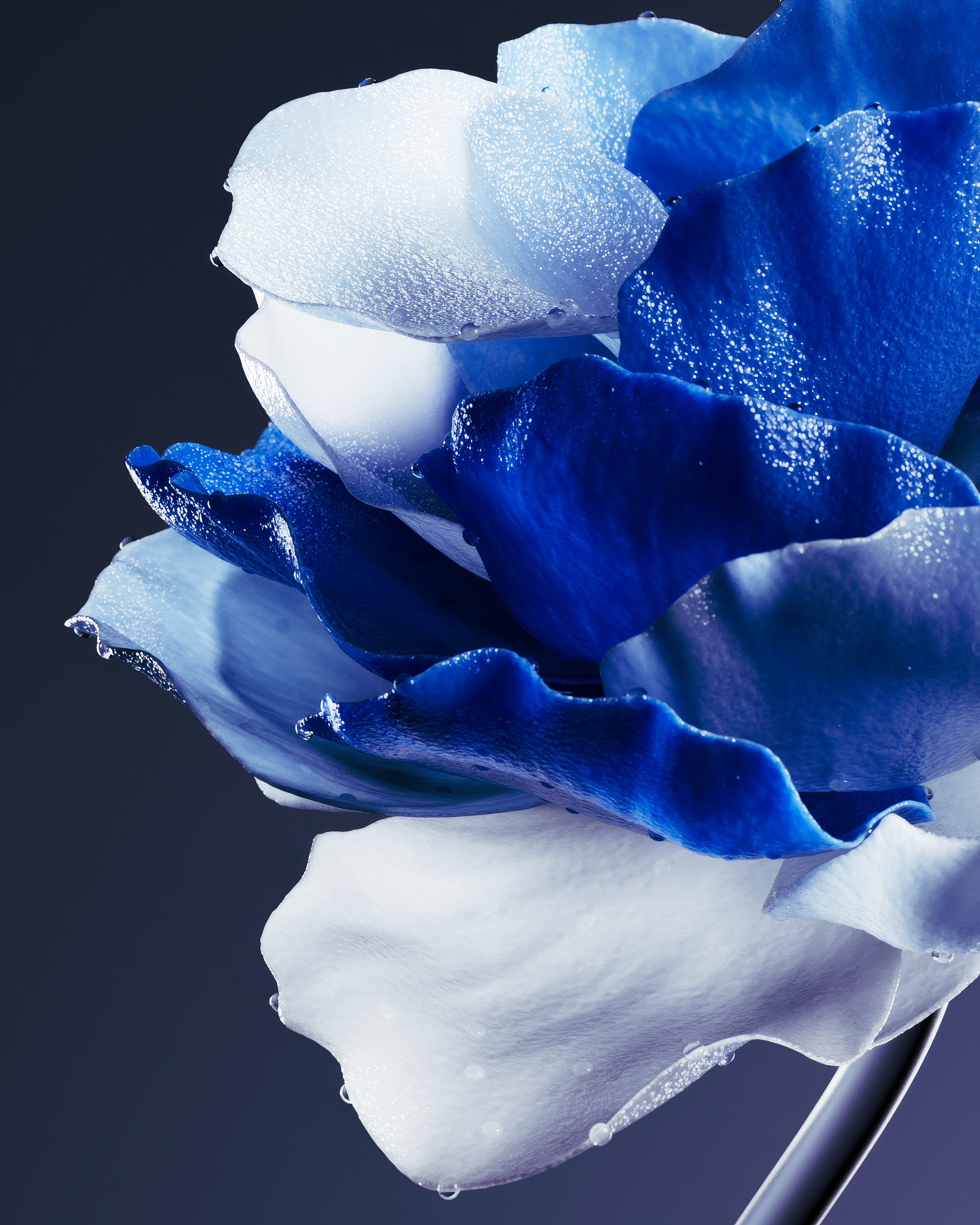 ENTROPY FLOWER — Изображение №3 — 3D на Dprofile