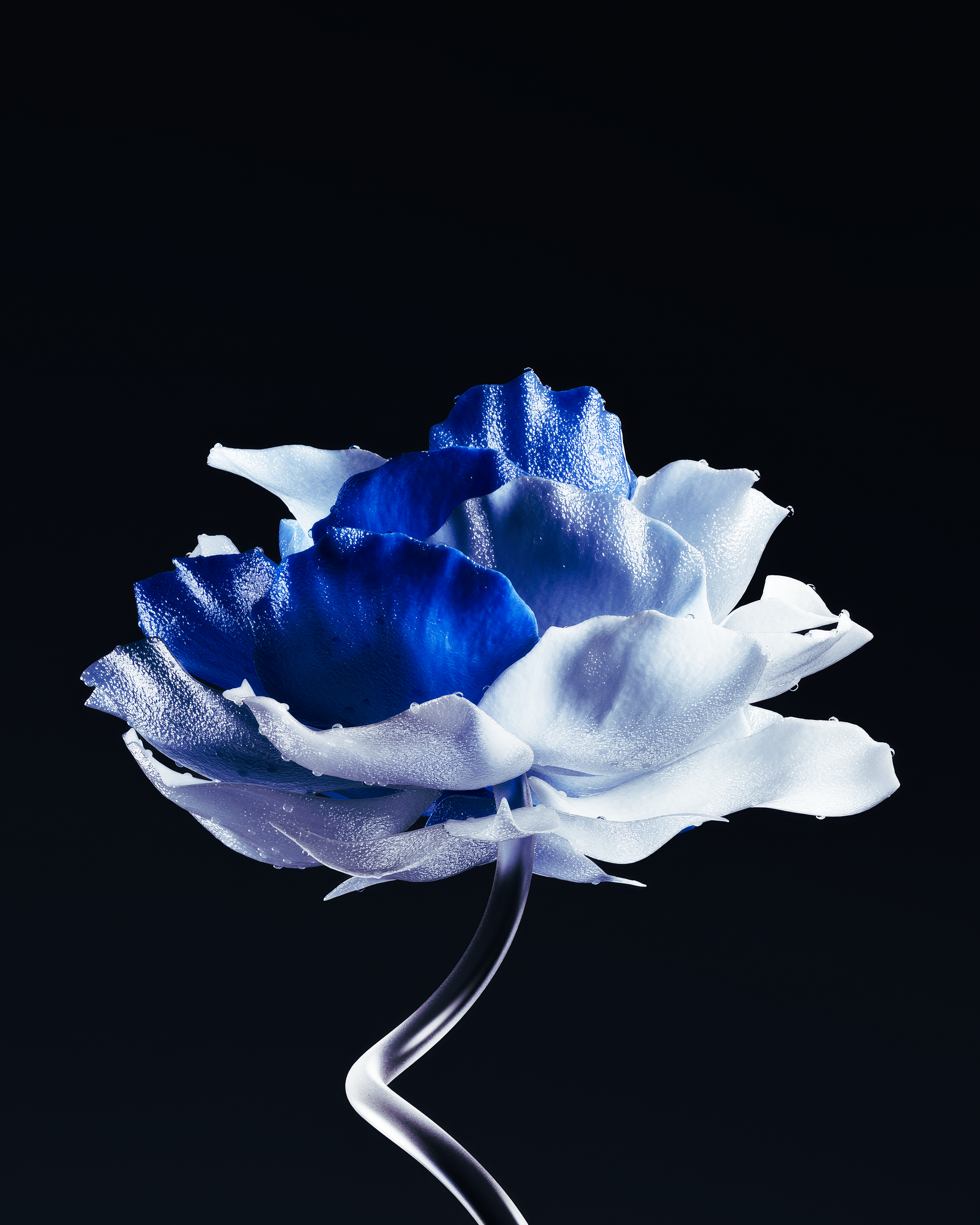 ENTROPY FLOWER — Изображение №2 — 3D на Dprofile